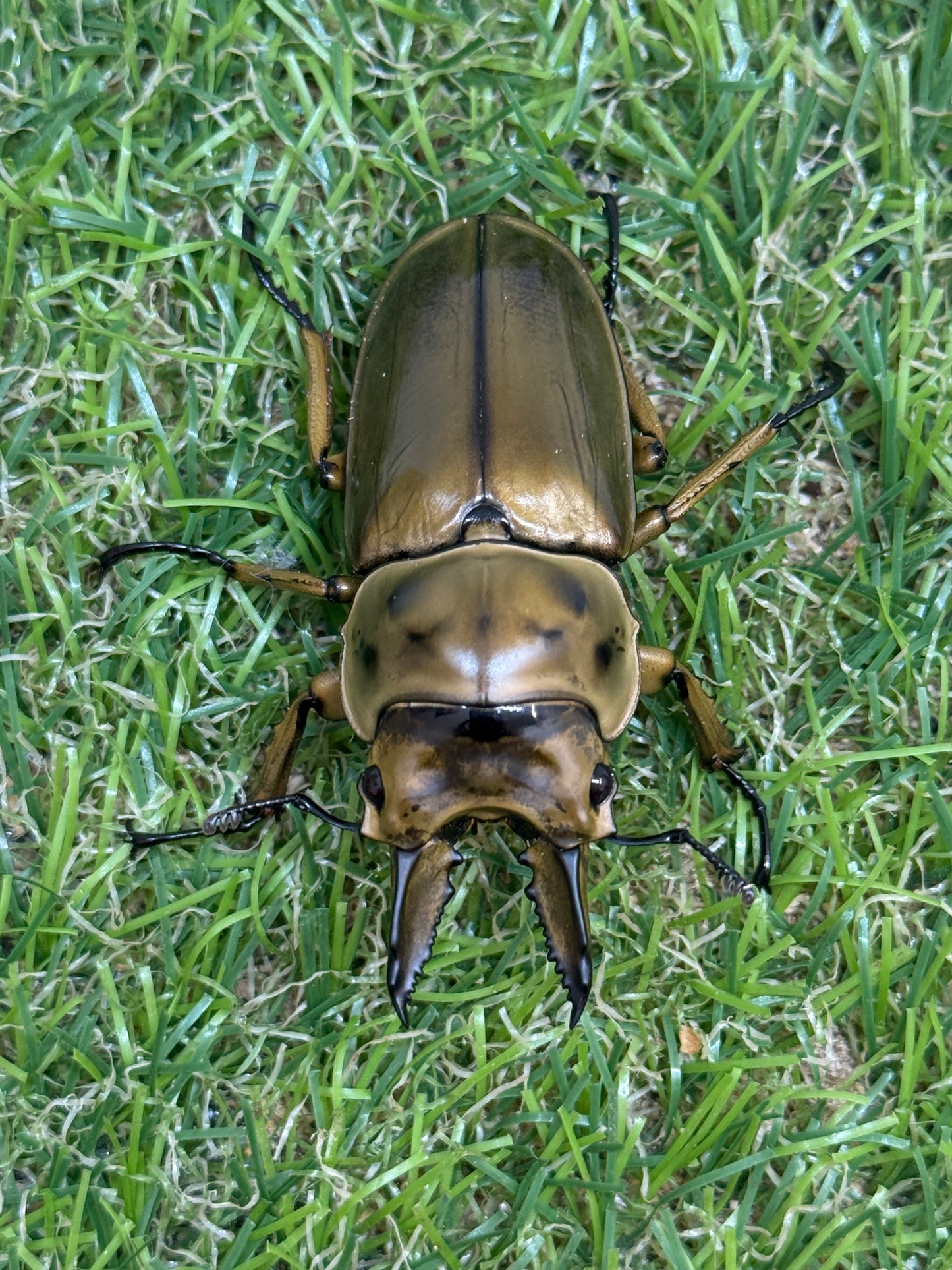 ババオウゴンオニクワガタ　♂56.5mm成虫ペア