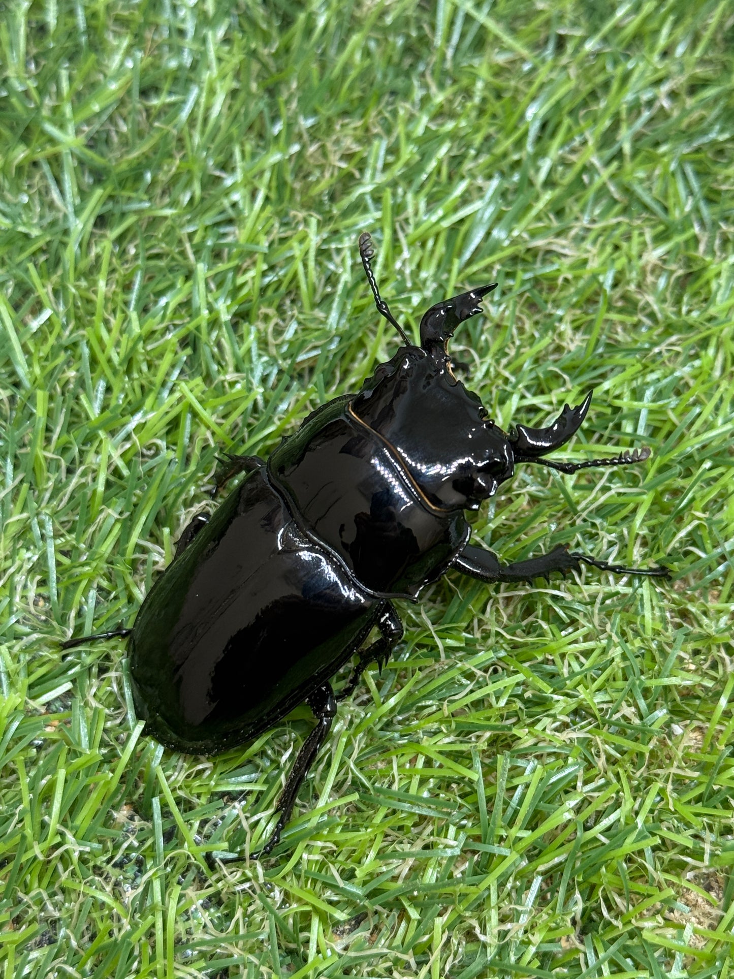 タランドゥスオオツヤクワガタ　♂55mm成虫ペア