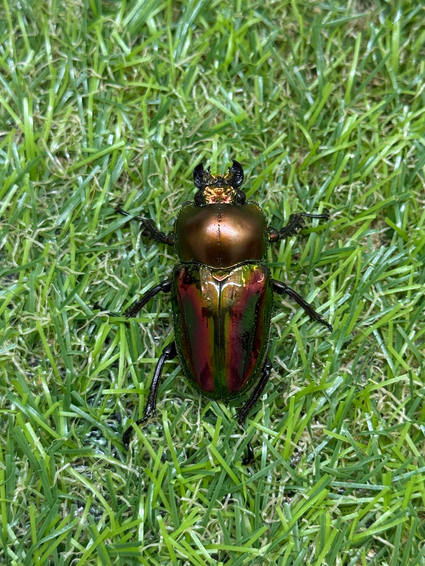 ニジイロクワガタ(レッド系)　♂52.5mm成虫ペア