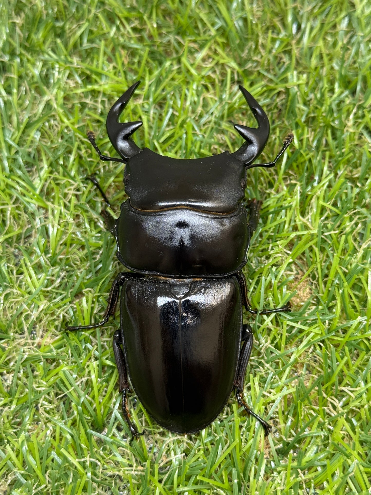 グランディスオオクワガタ　♂74.5mm成虫ペア