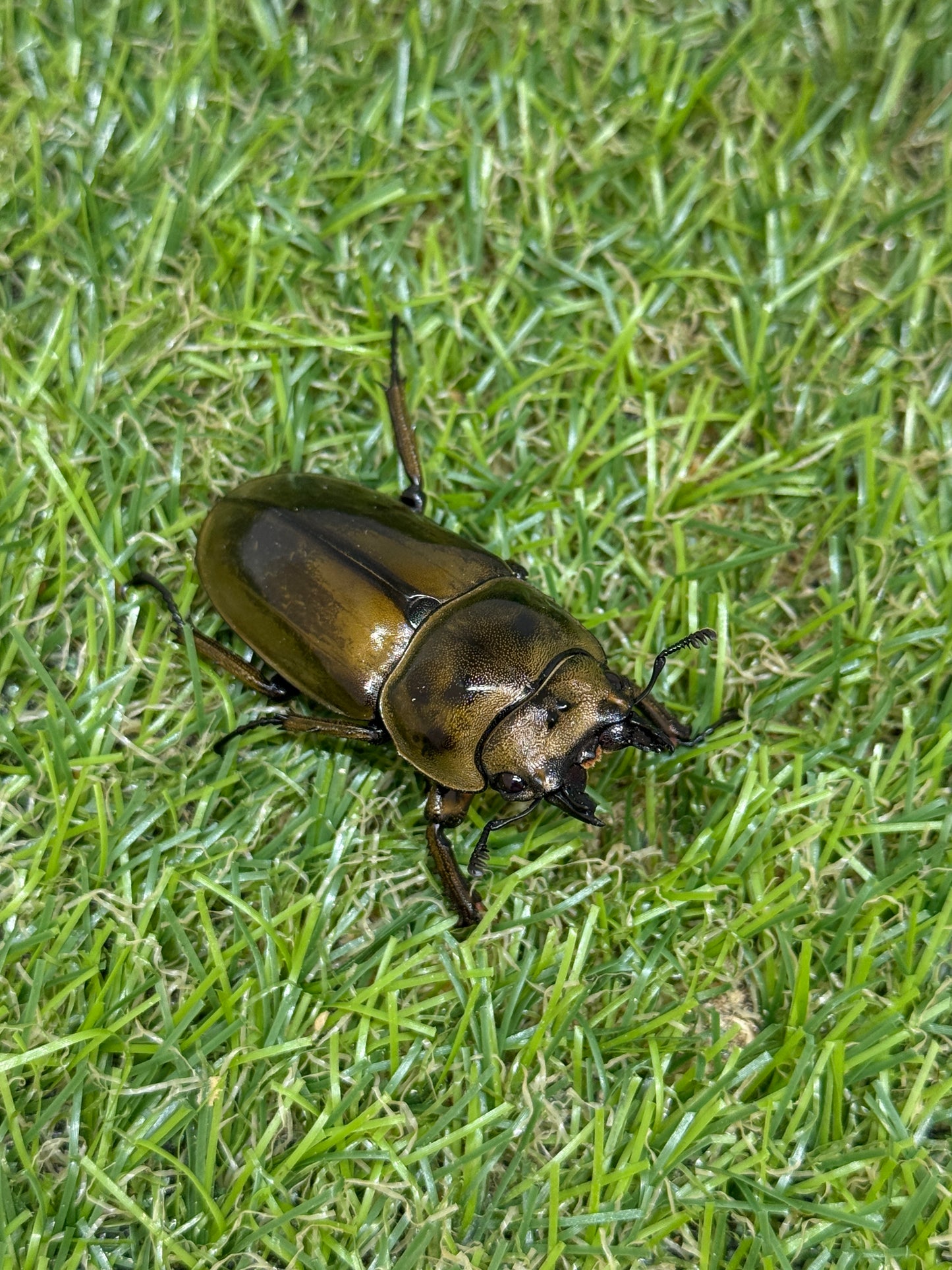 ババオウゴンオニクワガタ　46.6mm♀単品