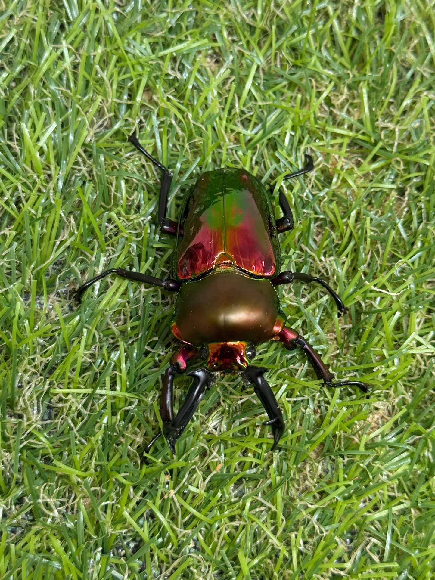 ニジイロクワガタ(レッド系)　♂54mm成虫ペア