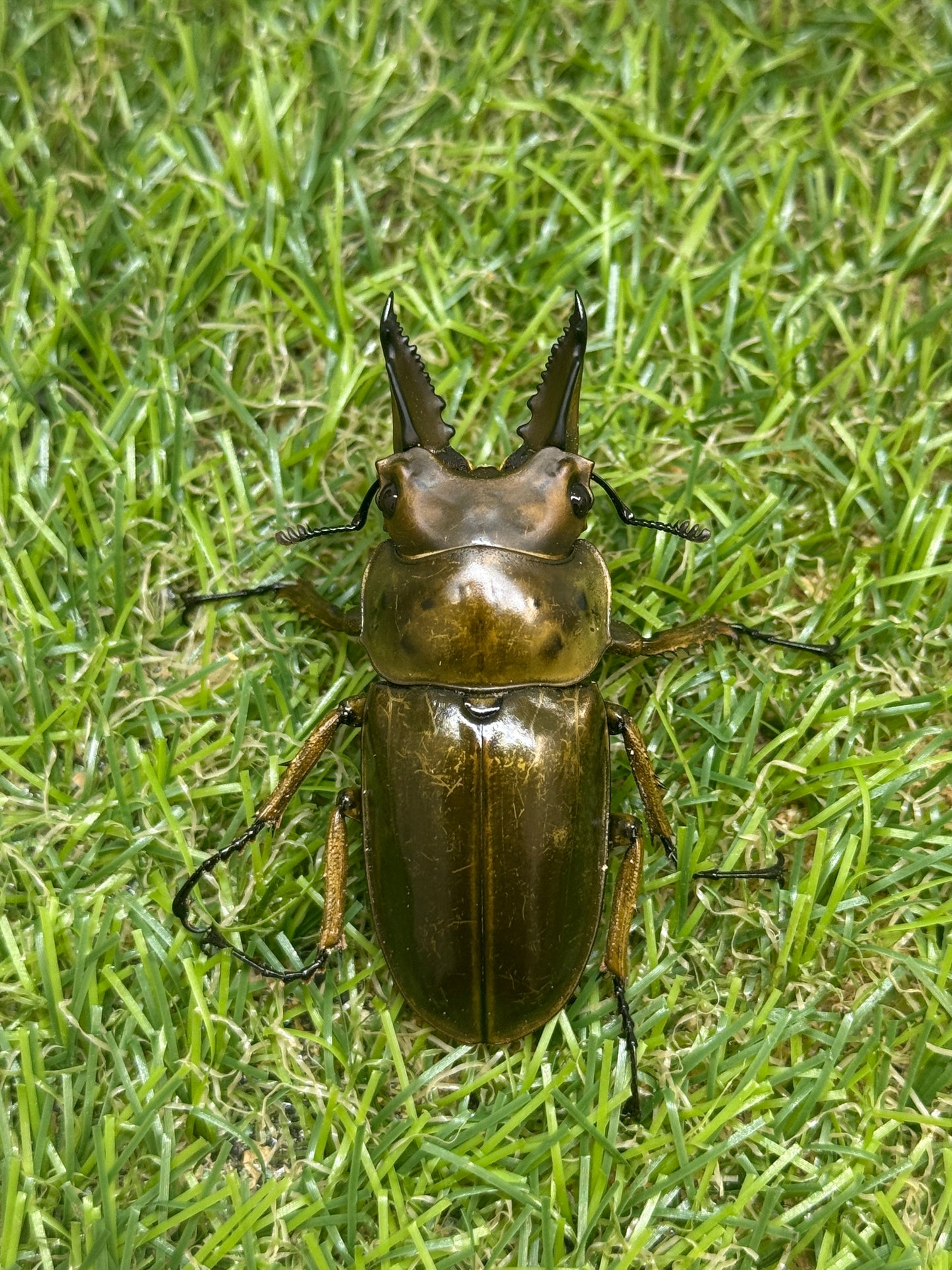 ババオウゴンオニクワガタ　♂55mm成虫ペア