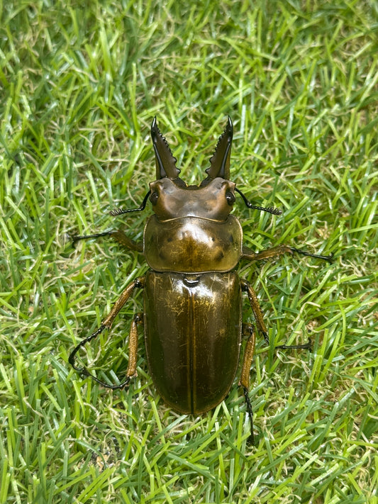 ババオウゴンオニクワガタ　♂55mm成虫ペア