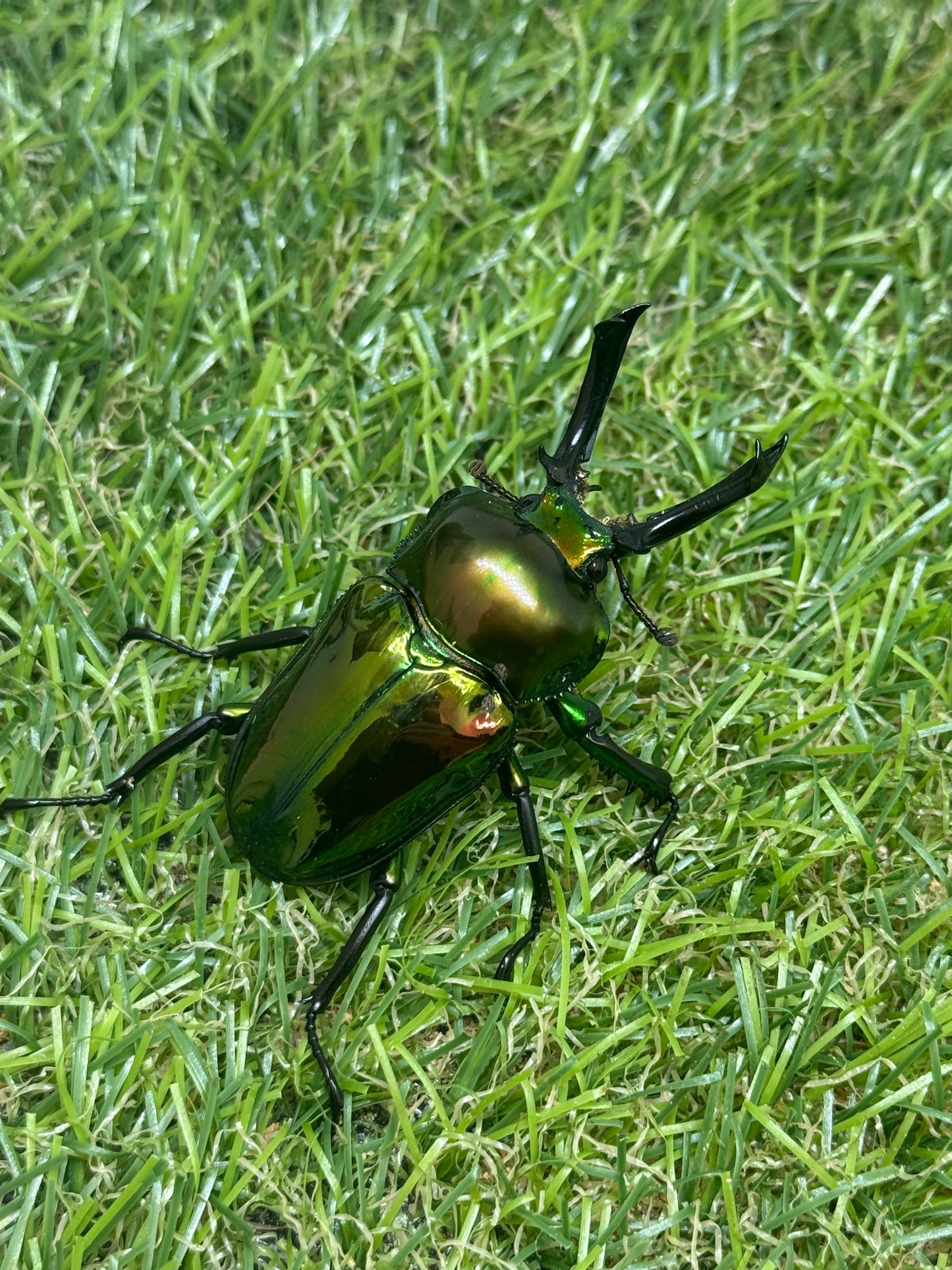 ニジイロクワガタ(ピカール系)　♂52.7mm成虫ペア