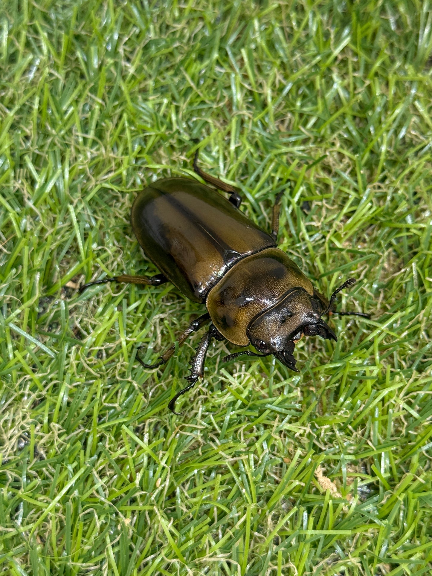 ババオウゴンオニクワガタ　♂75.7mm成虫ペア