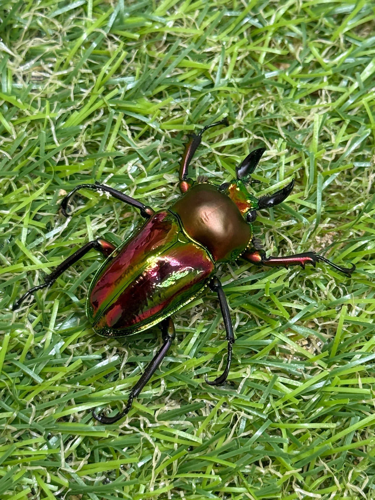 ニジイロクワガタ(レッド系)　freeサイズ成虫ペア