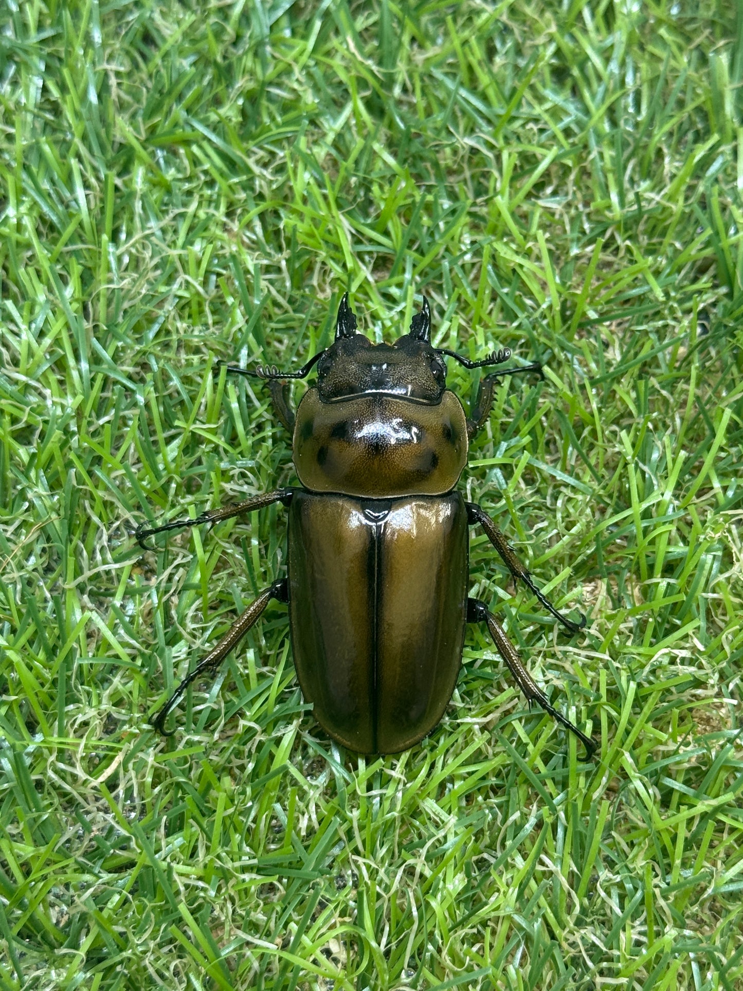 ババオウゴンオニクワガタ　♂56.6mm成虫ペア