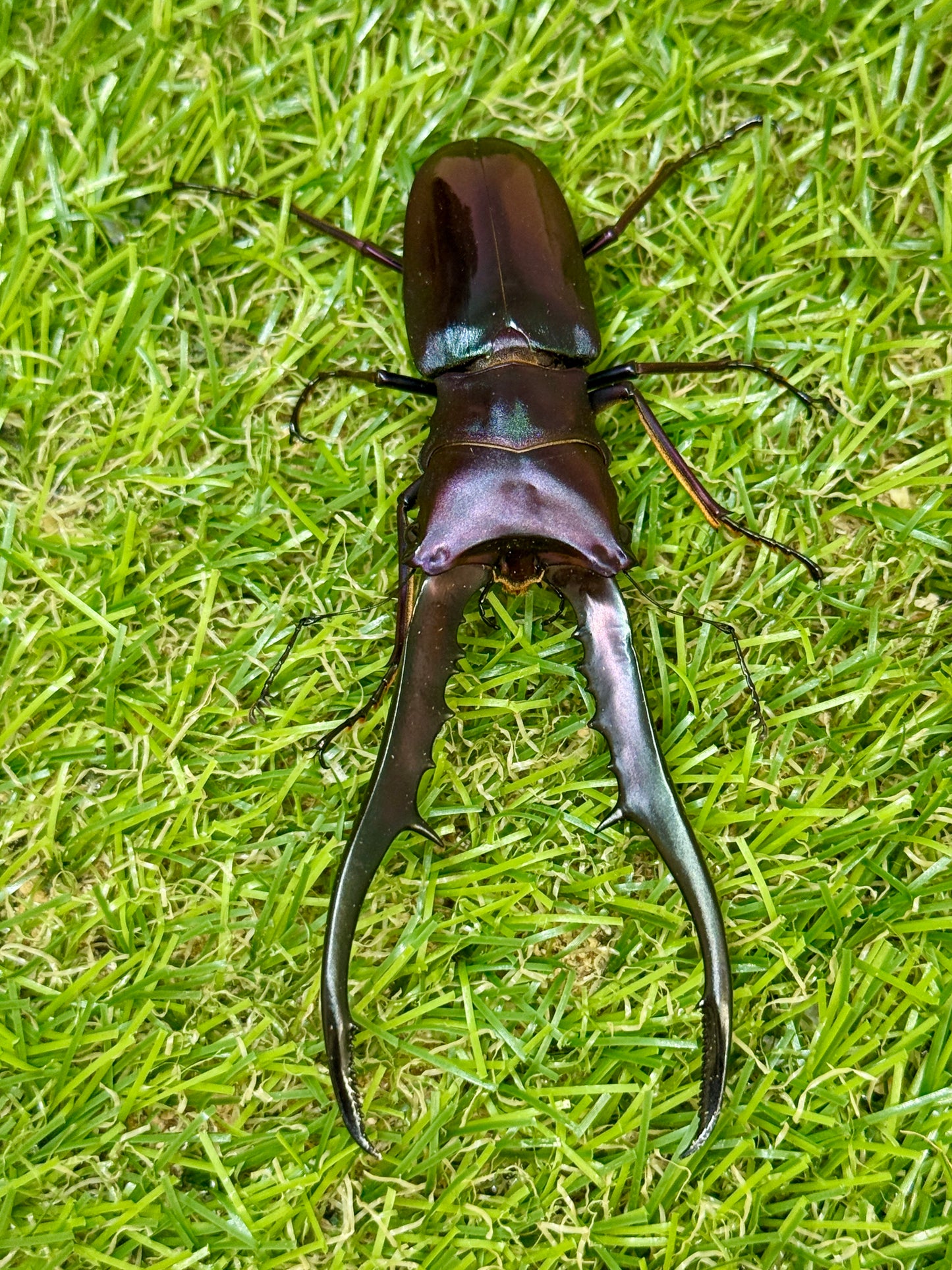 メタリフェルホソアカクワガタ　♂86.7mm成虫ペア