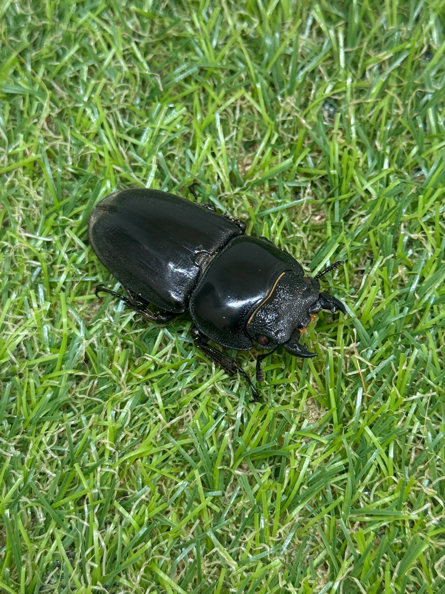 パラワンオオヒラタクワガタ(ピンクアイ血統)♂101.6mm　成虫ペア