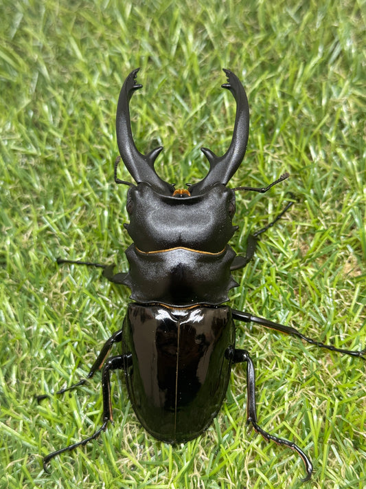 インターメディアツヤクワガタ　♂94.3mm成虫ペア