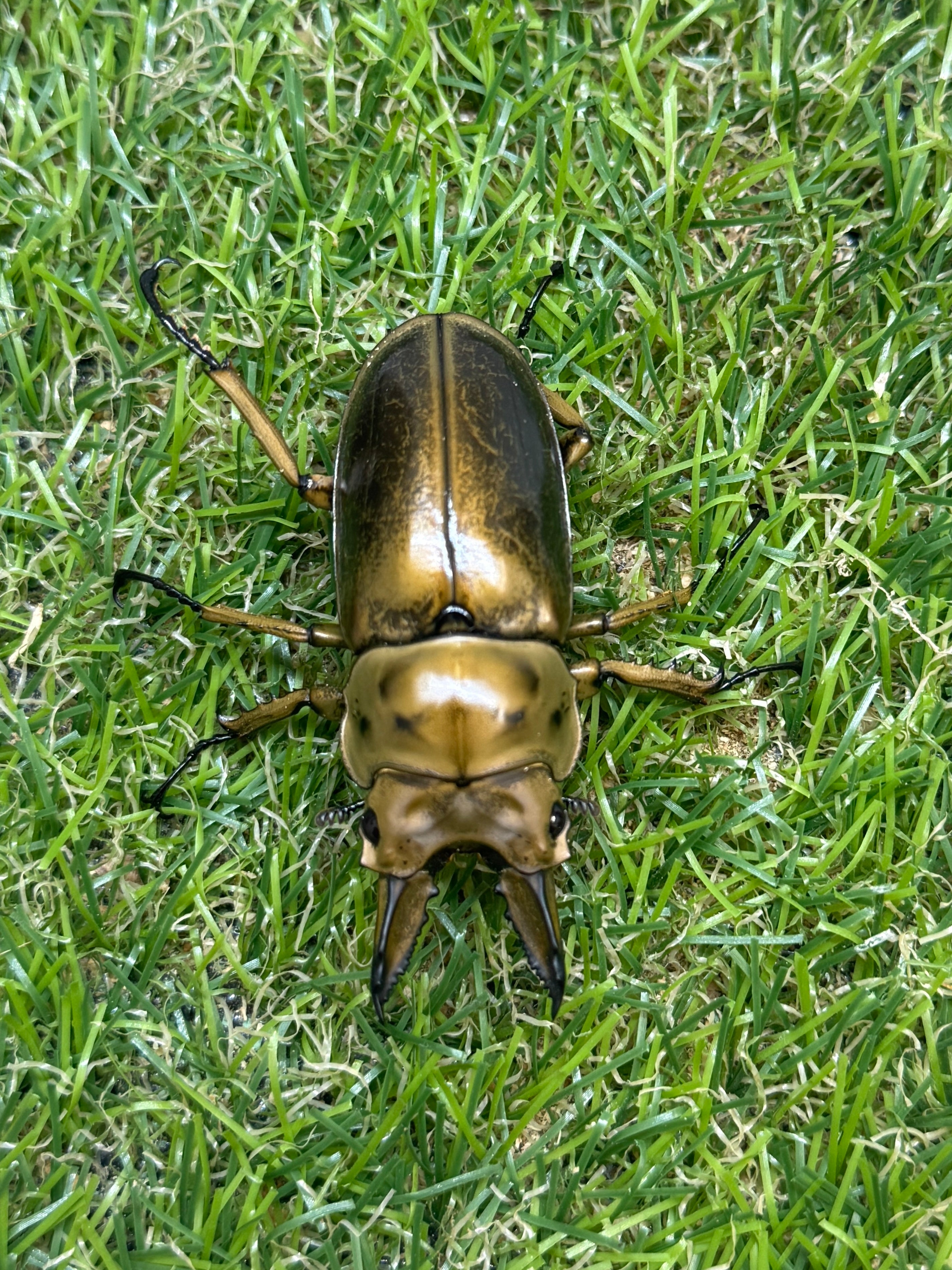 ババオウゴンオニクワガタ ♂54.2mm成虫ペア – 昆虫ショップNexus