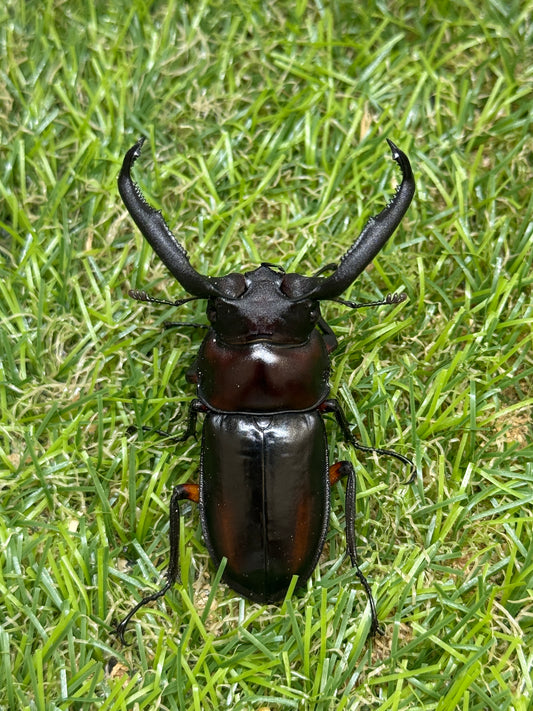 ディディエールシカクワガタ　♂61mm 成虫ペア