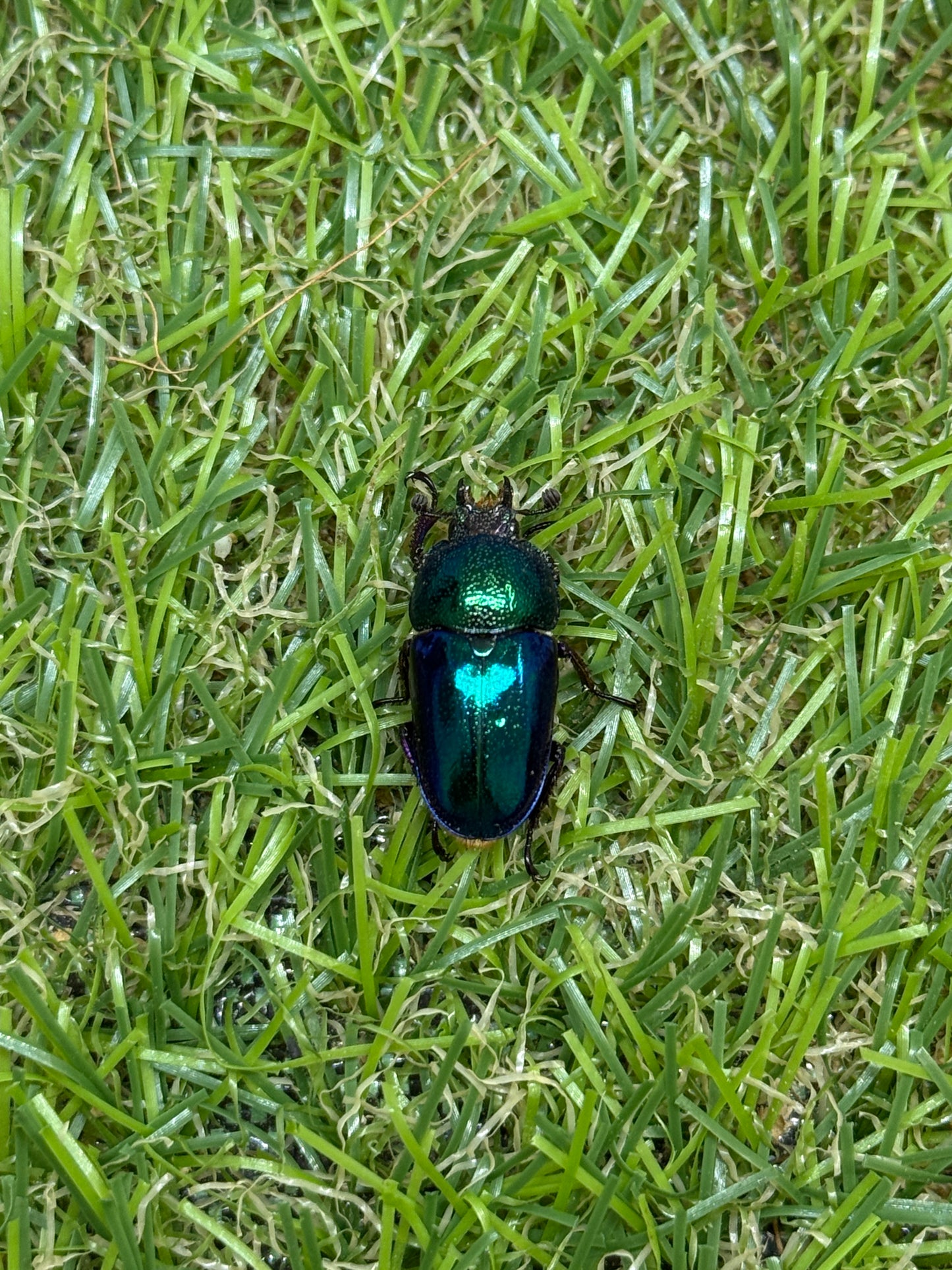 パプアキンイロクワガタ　♂freeサイズ成虫ペア