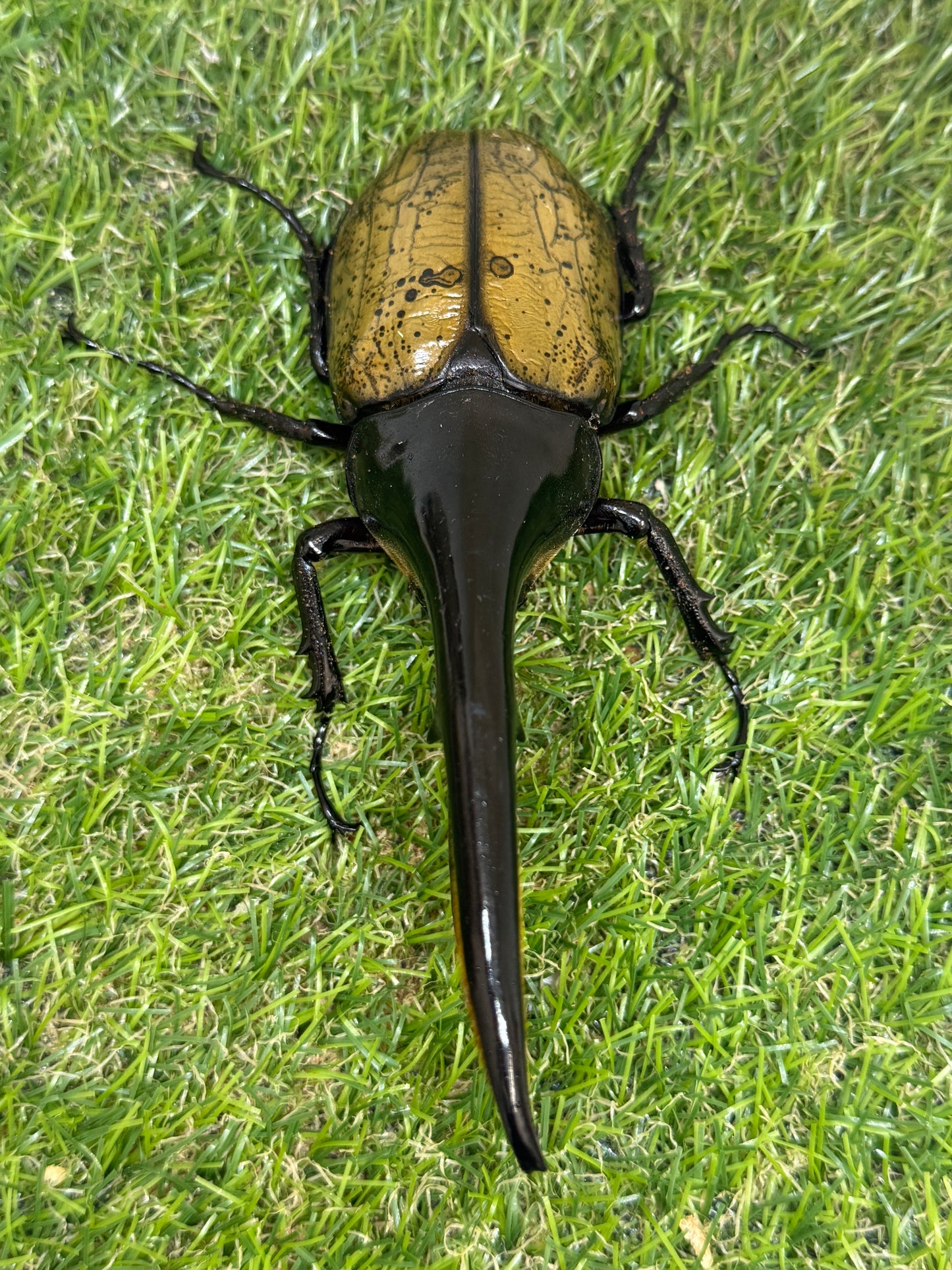 DH･ヘラクレス　♂143mm成虫ペア
