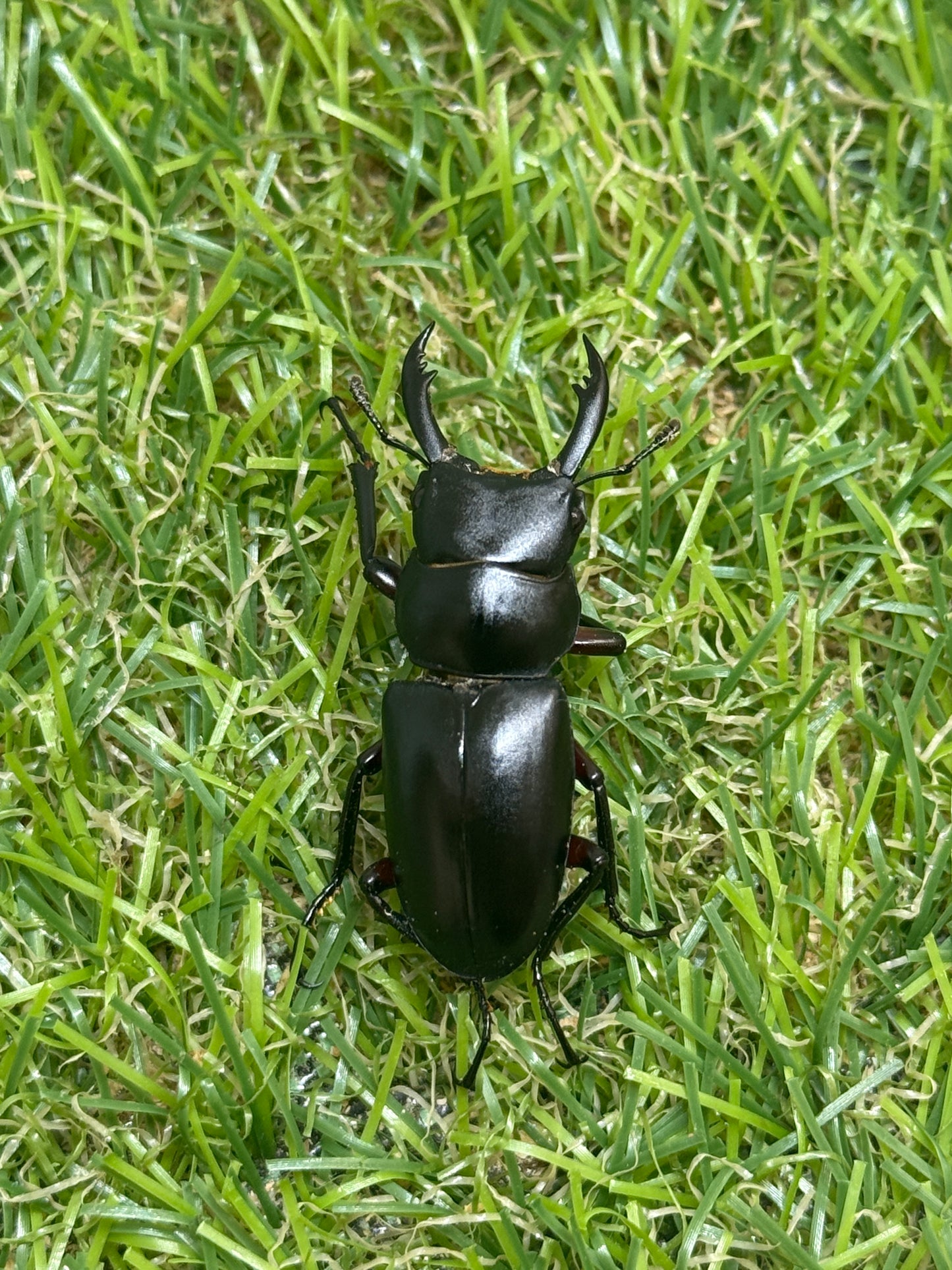 アカアシクワガタ　♂36mm成虫ペア