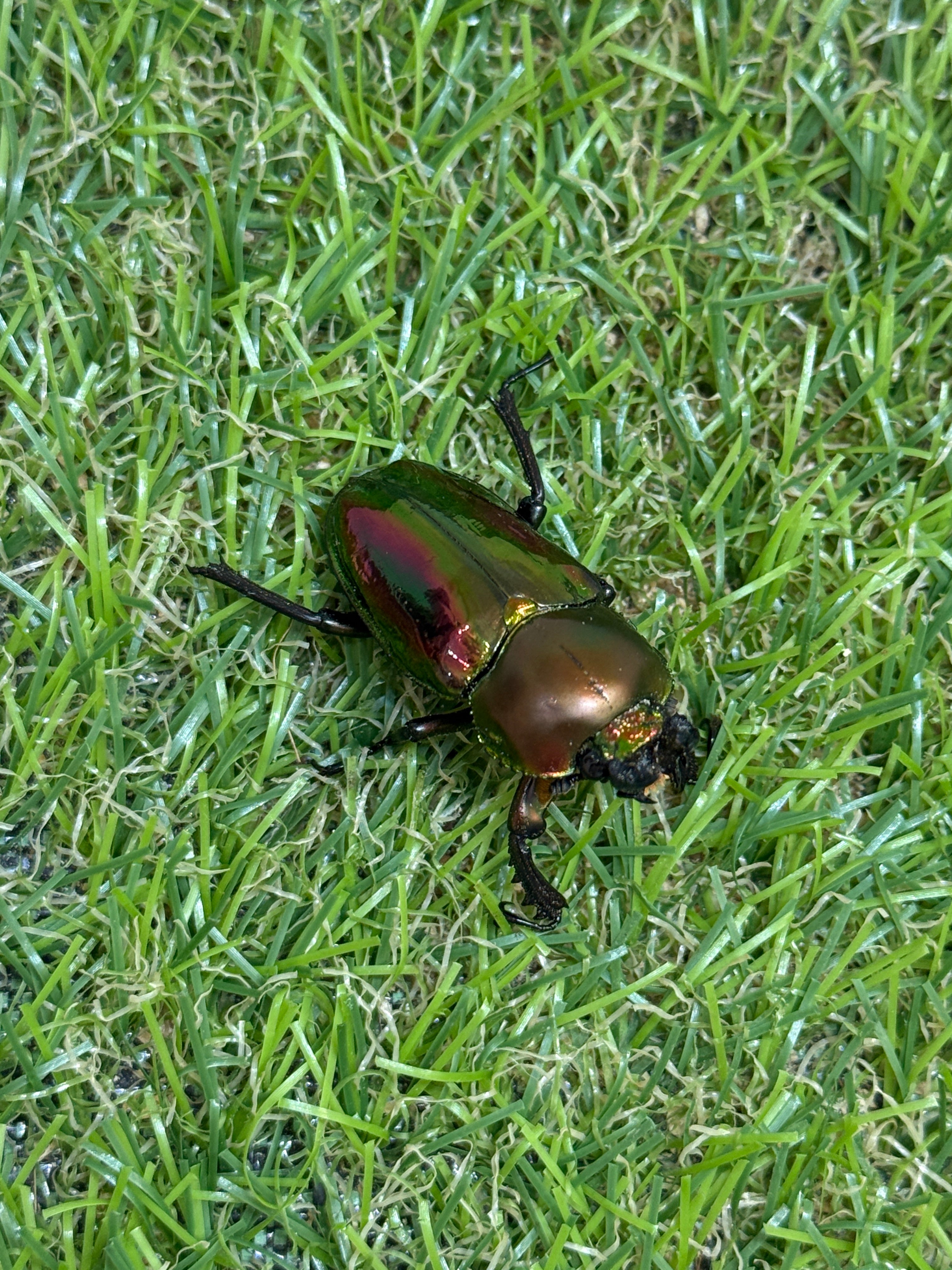 ニジイロクワガタ(レッド系) ♂52.5mm成虫ペア – 昆虫ショップNexus