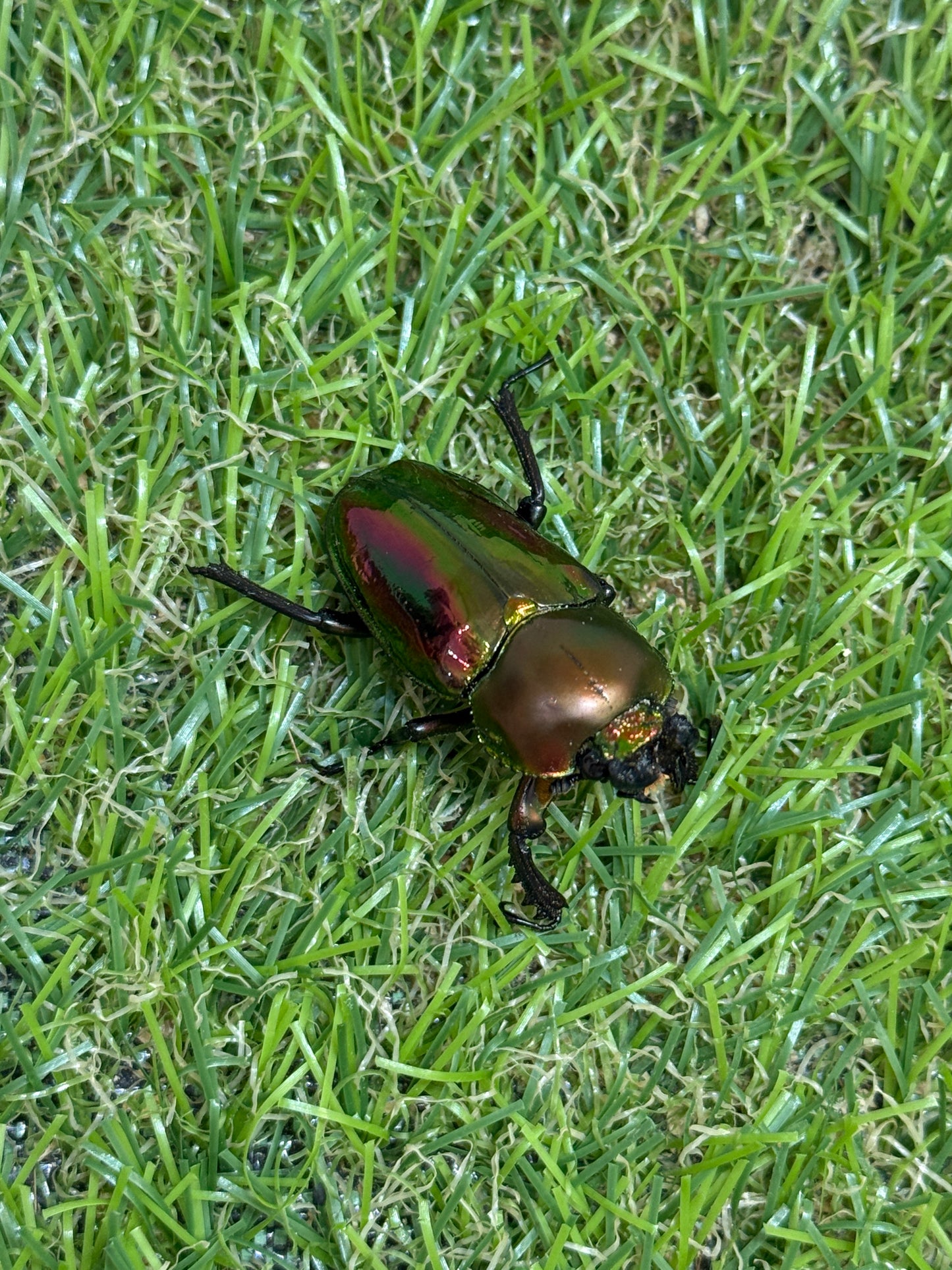 ニジイロクワガタ(レッド系)　♂52.5mm成虫ペア