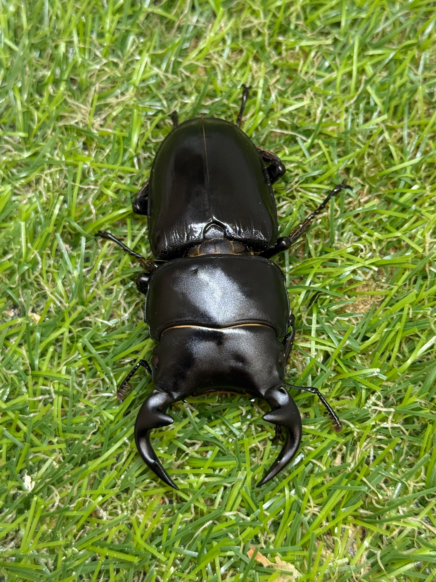 グランディスオオクワガタ　♂66.5mm成虫ペア