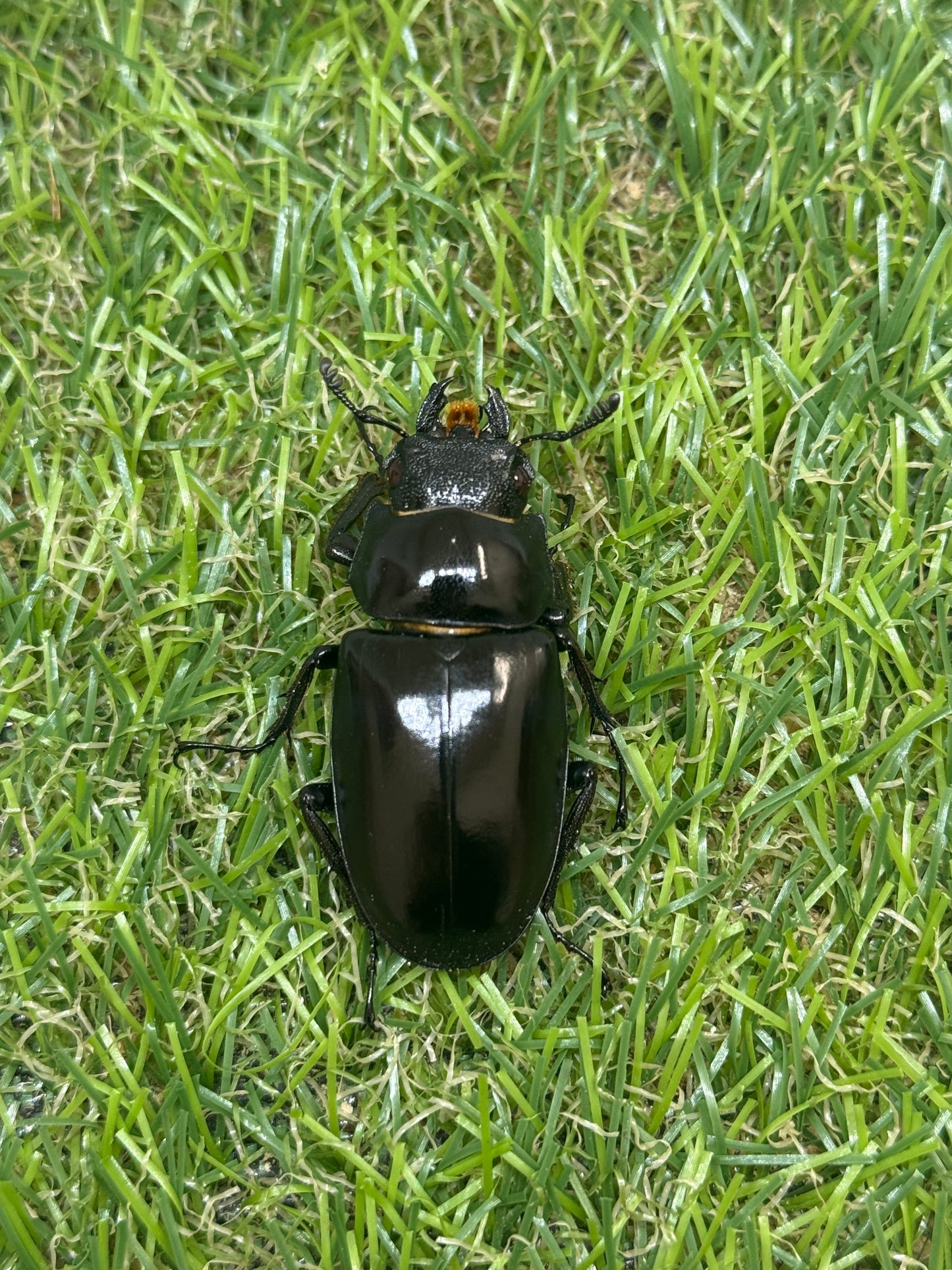 ギラファノコギリクワガタ(ティモレンシス)レッドアイ血統　♂77mm成虫ペア