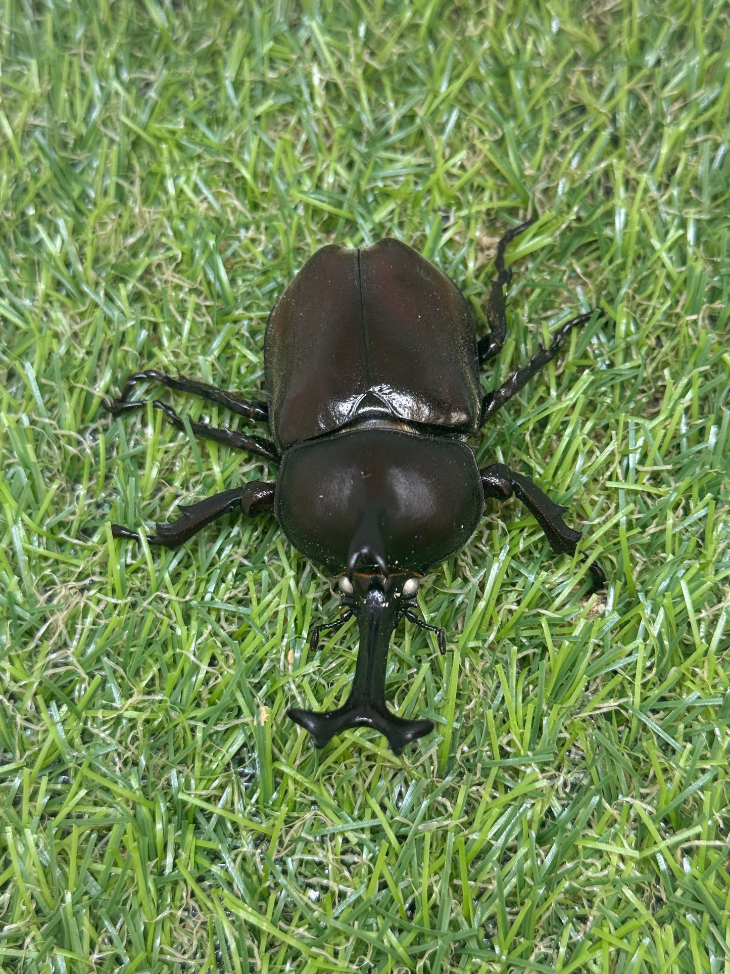 カブトムシ(ホワイトアイ血統)　サイズfree成虫ペア