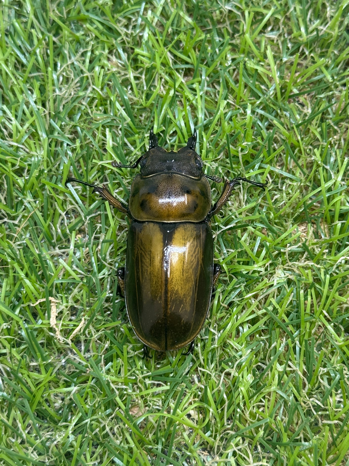ババオウゴンオニクワガタ　♂54.2mm成虫ペア