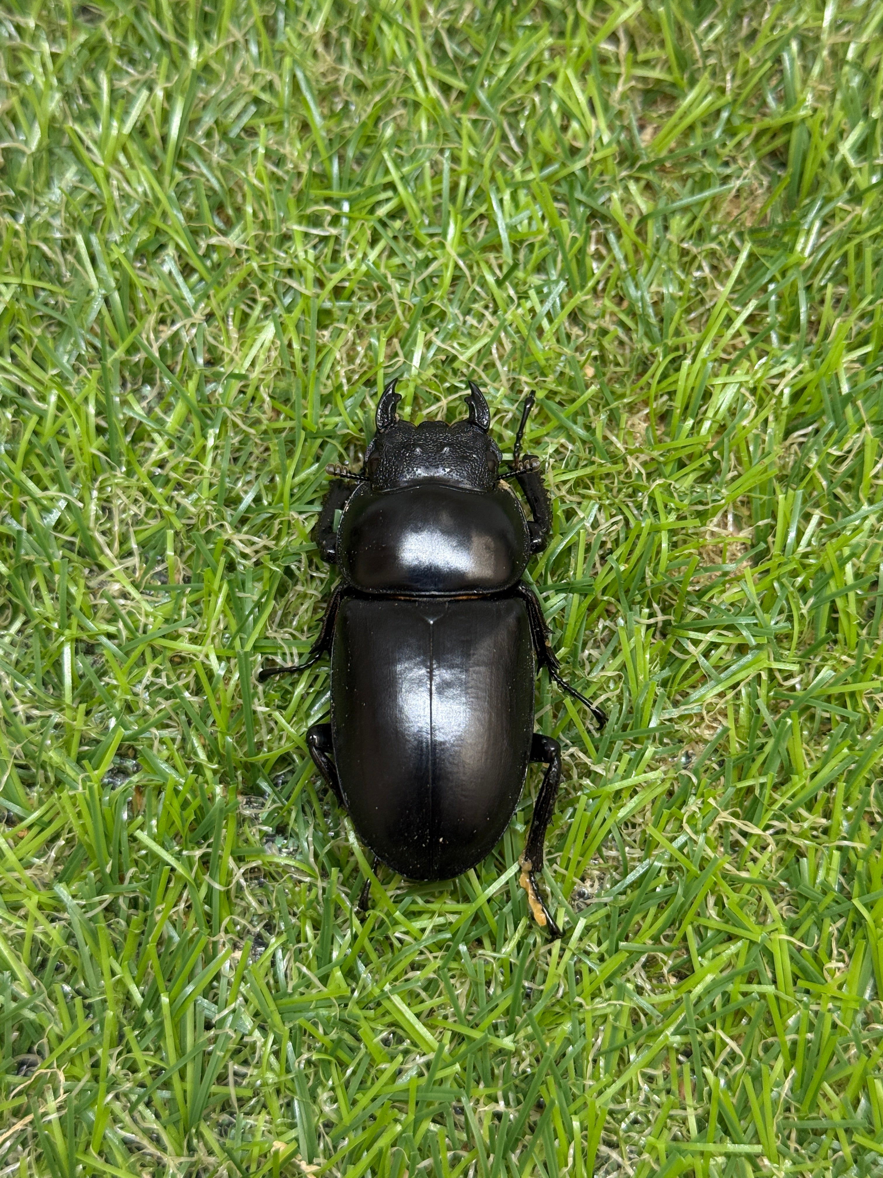 インドアンタエウスオオクワガタ(ガントク) ♂82.7mm成虫ペア – 昆虫