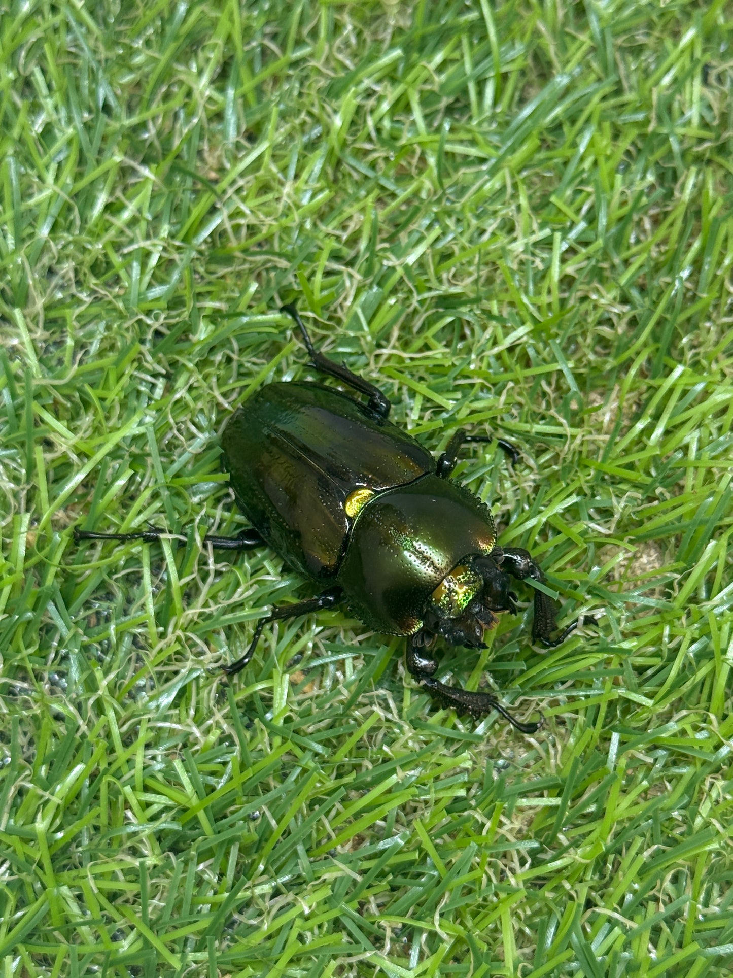 ニジイロクワガタ　♂55mm成虫ペア