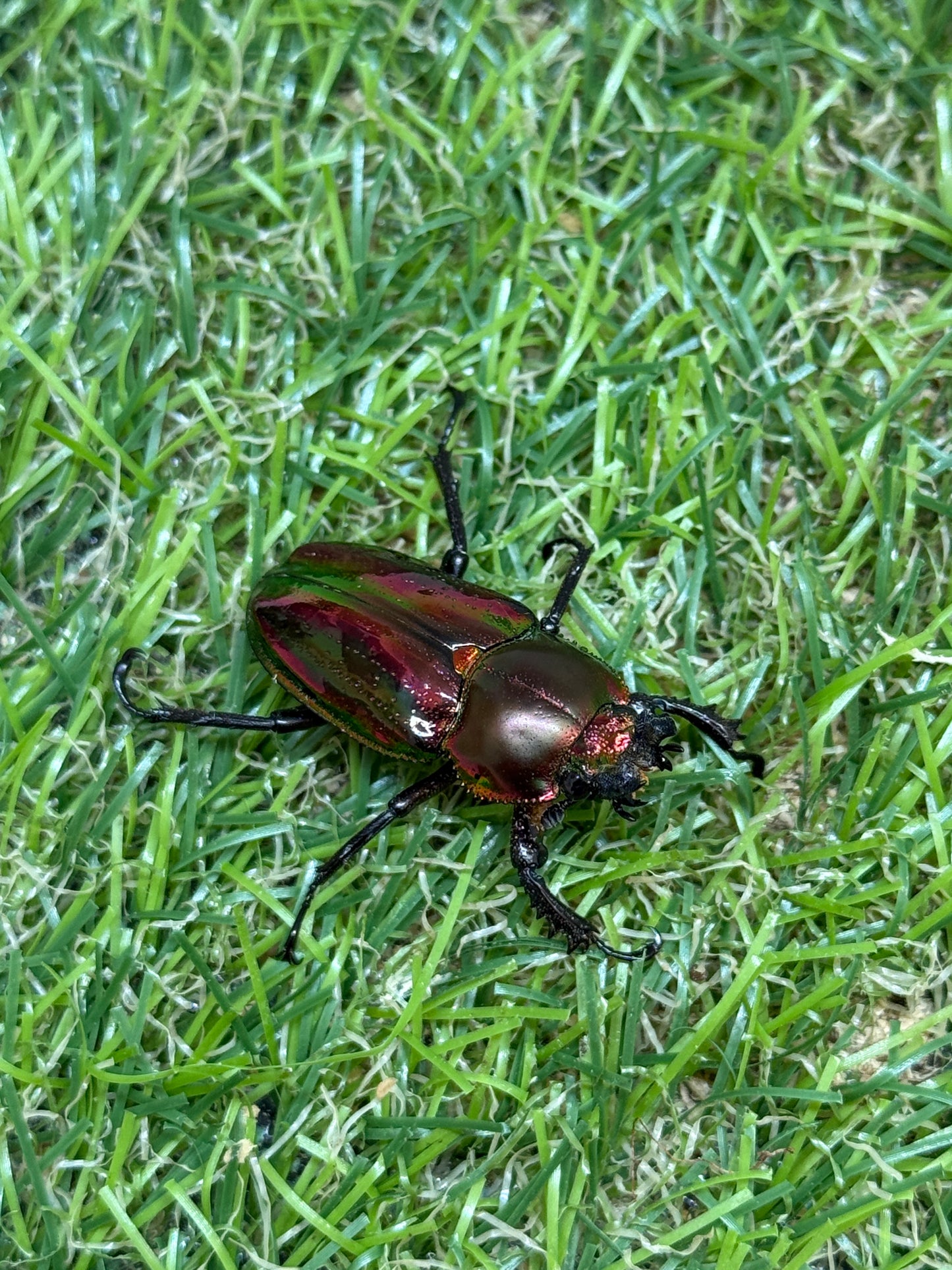 ニジイロクワガタ(レッド系)　♂54mm成虫ペア