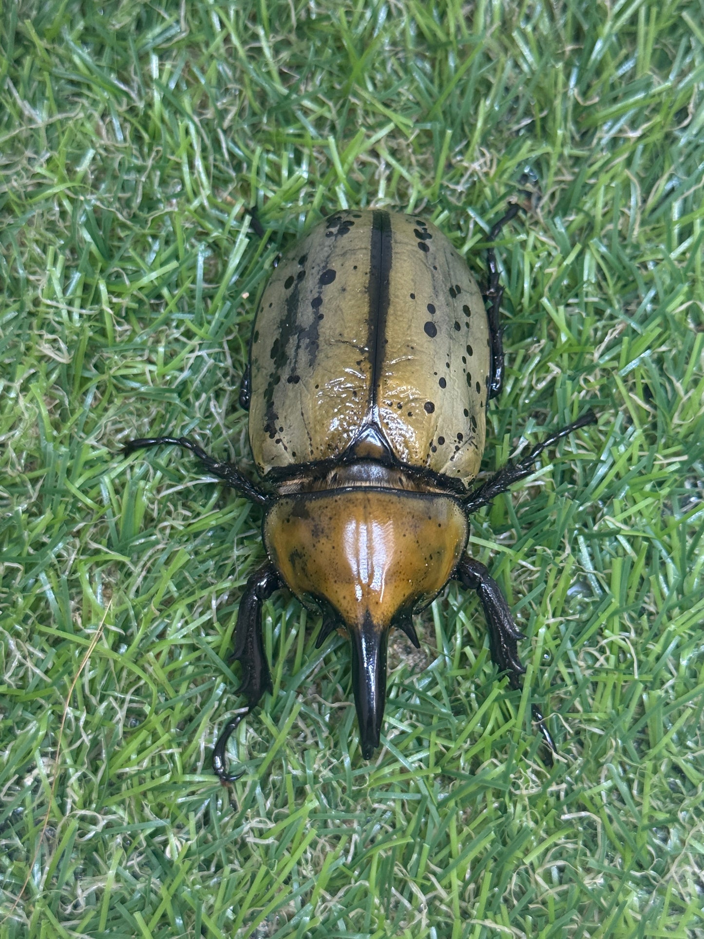ティティウスシロカブト　♂61.5mm成虫ペア