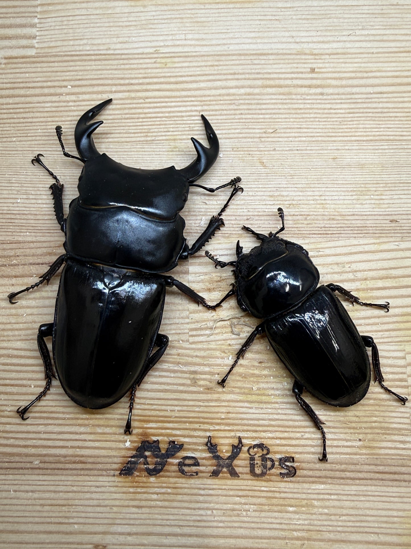 グランディスオオクワガタ　♂85.2mm成虫ペア