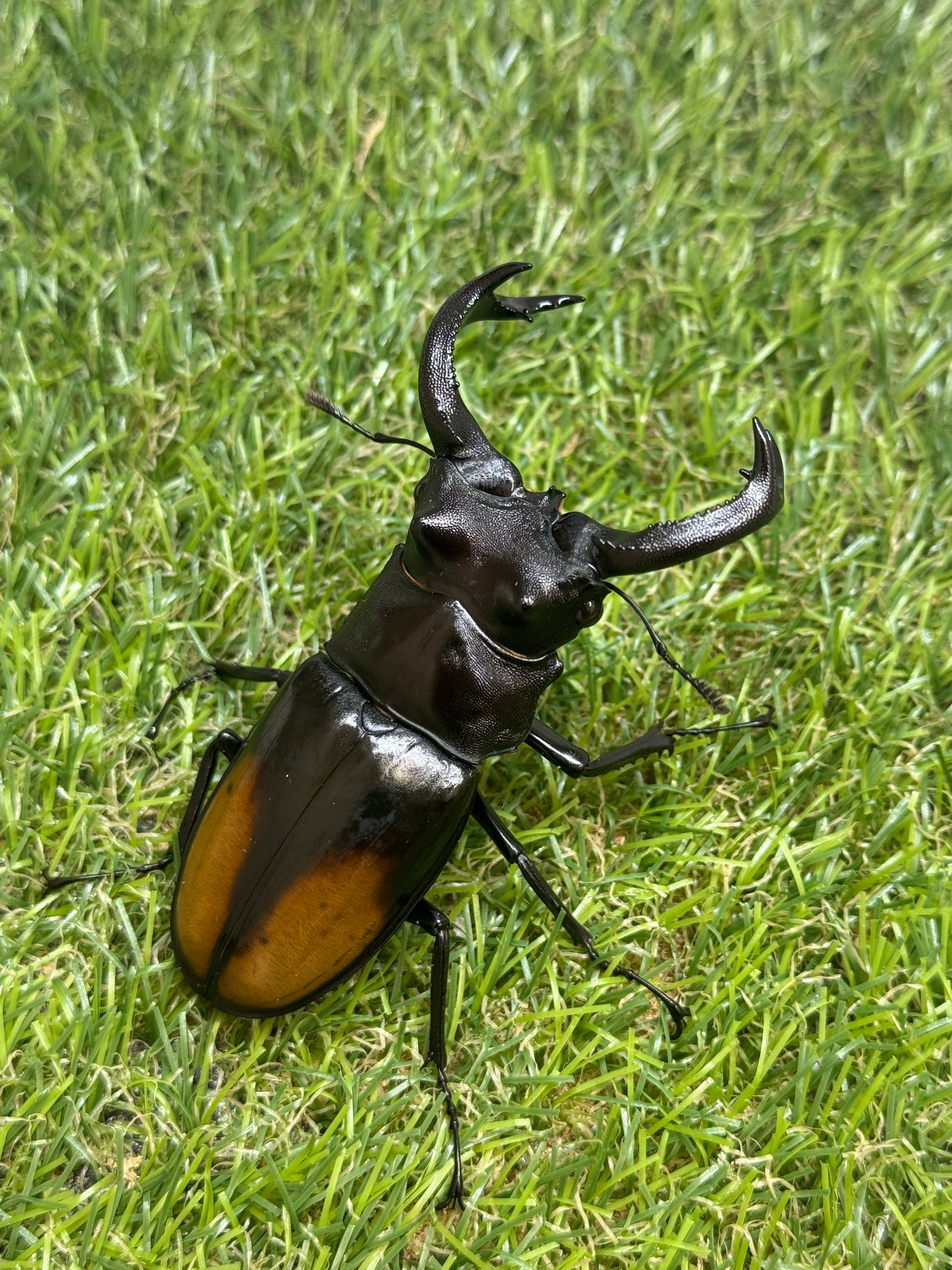 パリーフタマタクワガタ(セアカフタマタクワガタ)　♂82.5mm成虫ペア