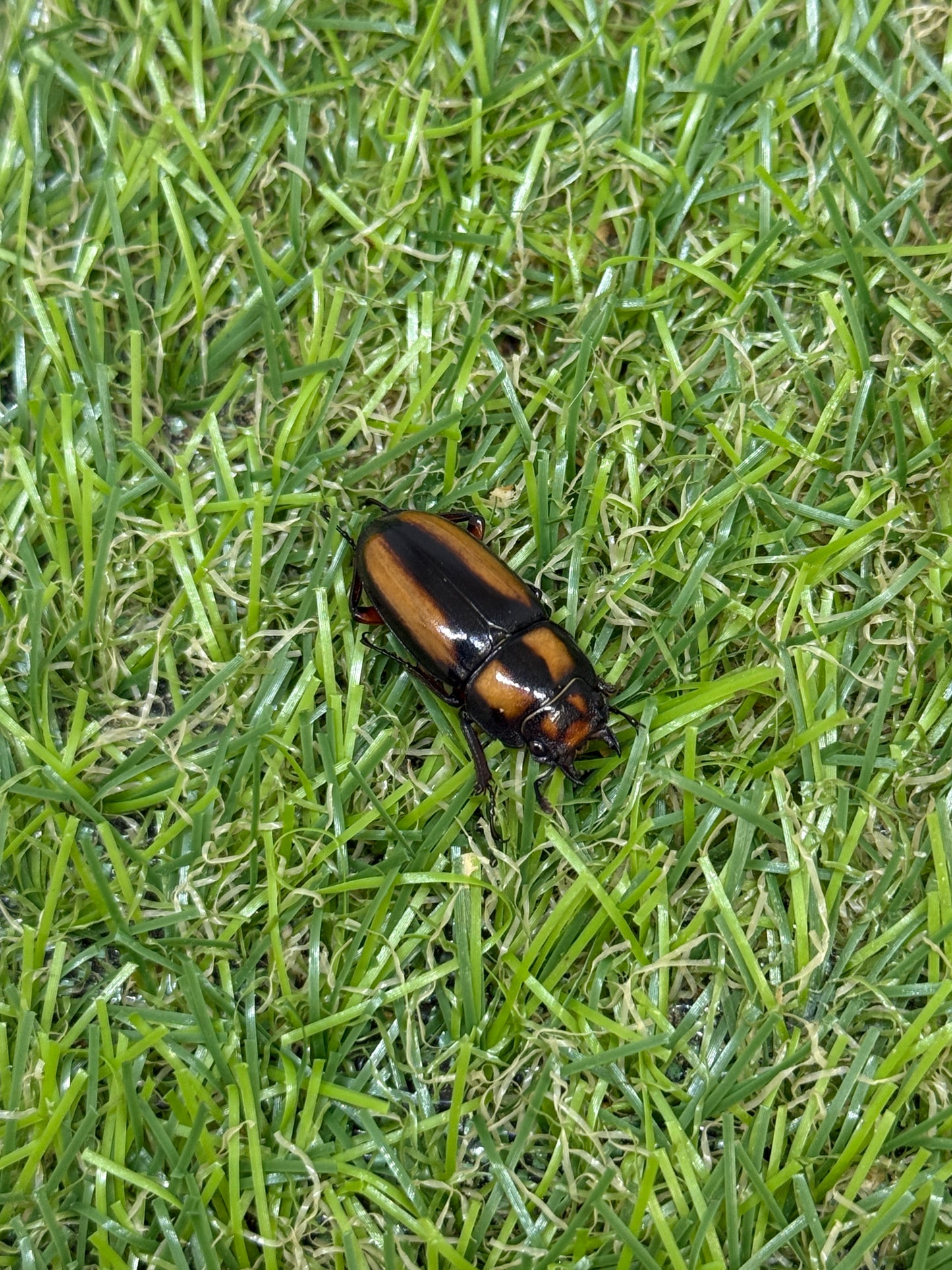 カネギエーテルノコギリクワガタ　♂39mm成虫ペア