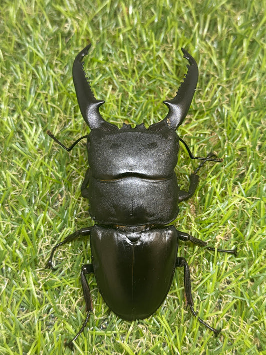 パラワンオオヒラタクワガタ　♂94mm単品