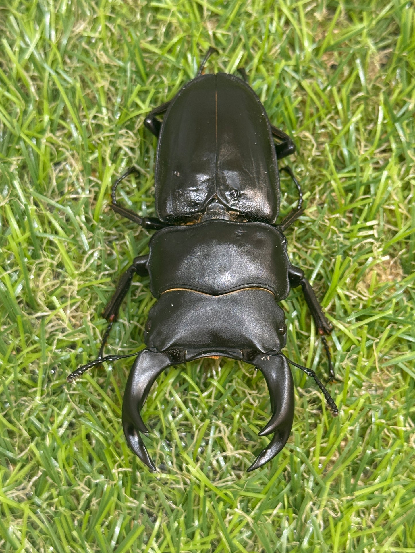 オオクワガタ　奈良輪川西　♂70mm成虫ペア