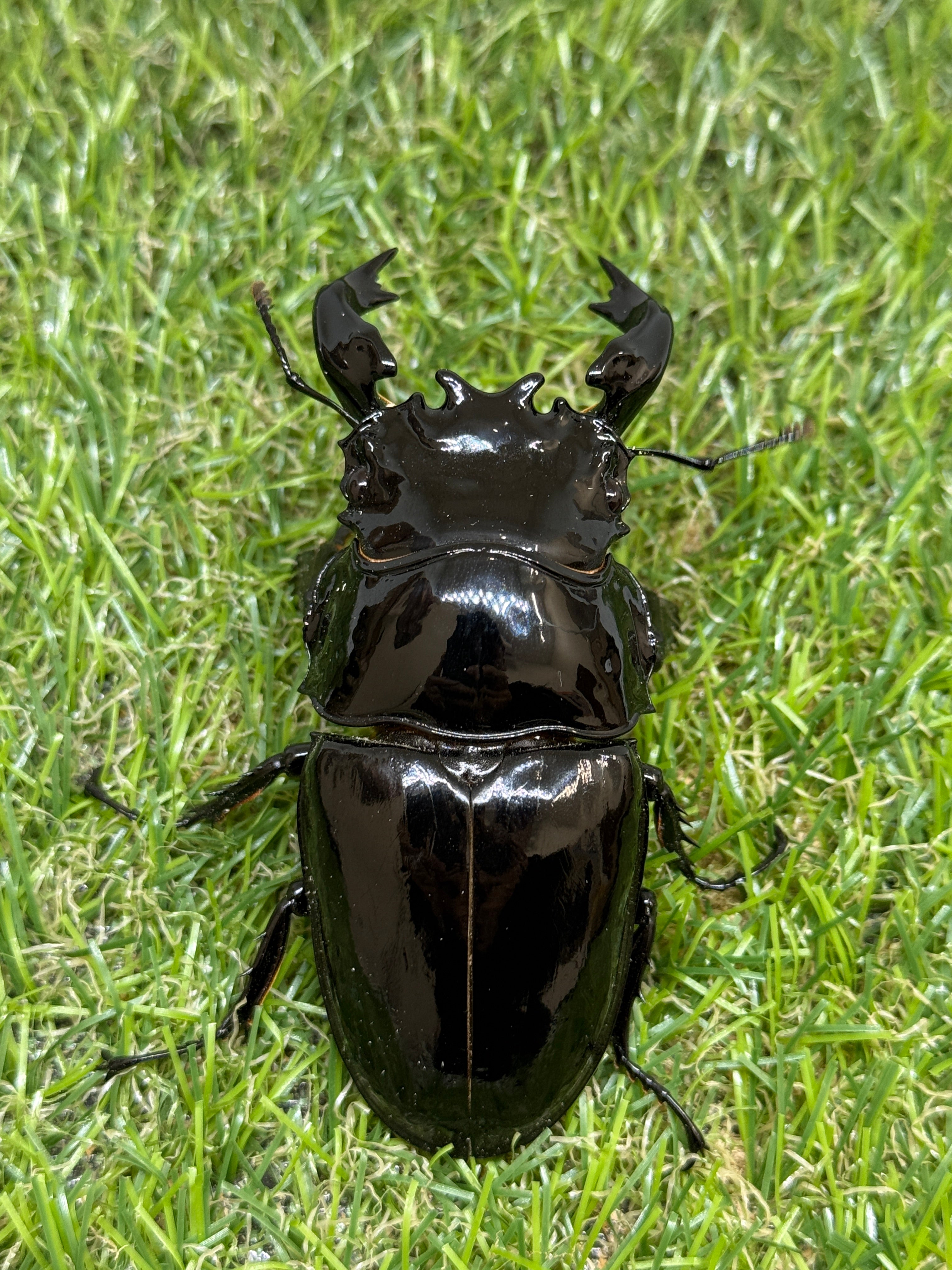 タランドゥス　ペア4 タランドゥスオオツヤクワガタ ♂85.1mm成虫ペア – 昆虫ショップNexus