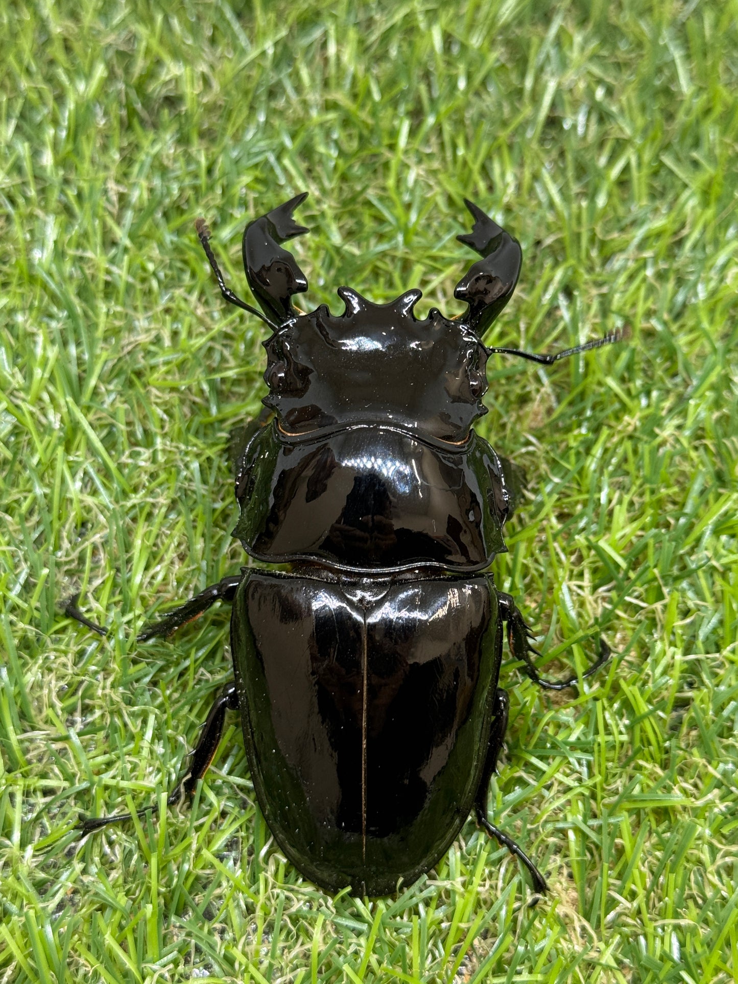 タランドゥスオオツヤクワガタ　♂85.1mm成虫ペア