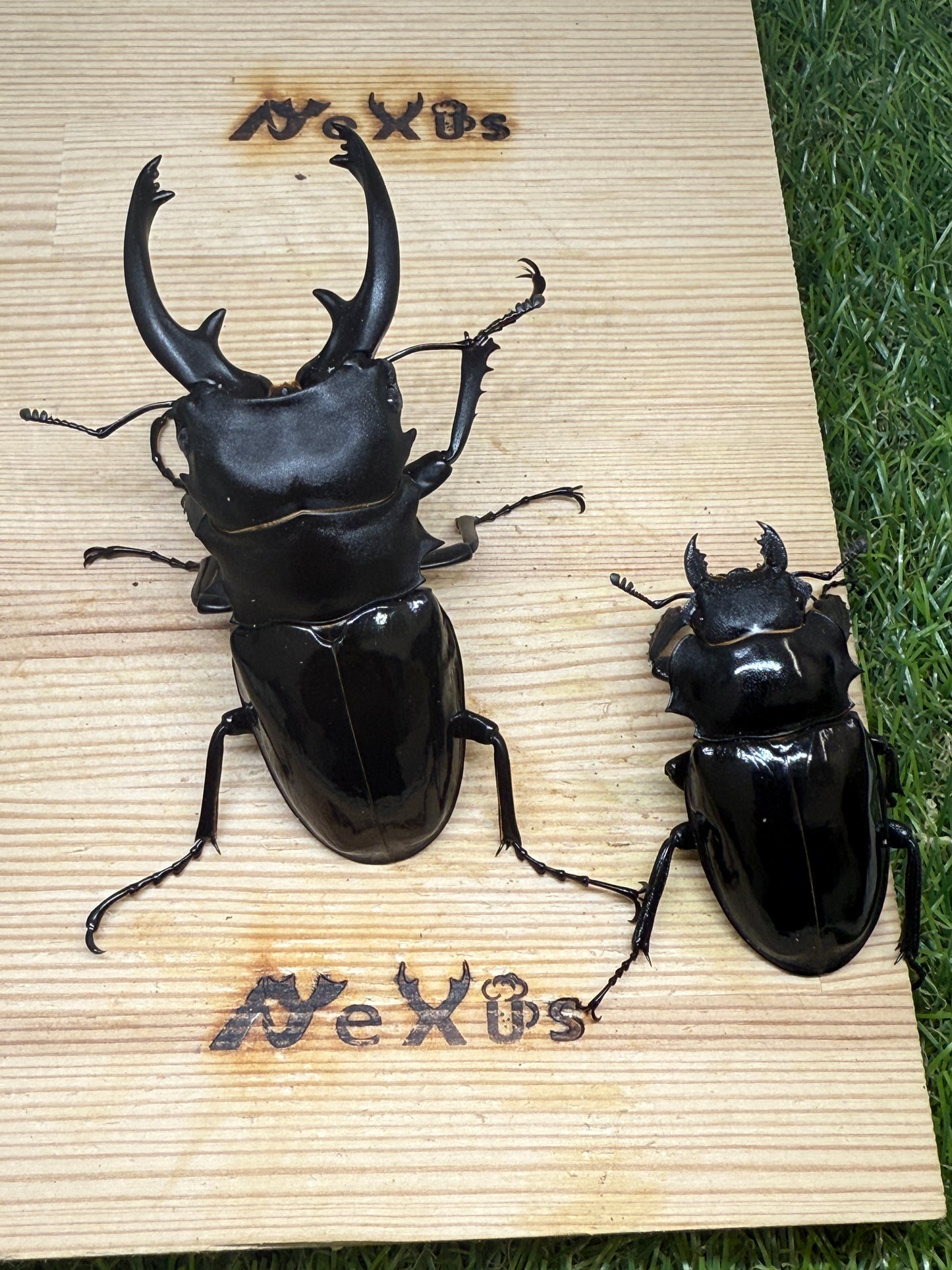 インターメディアツヤクワガタ　♂93.6mm成虫ペア