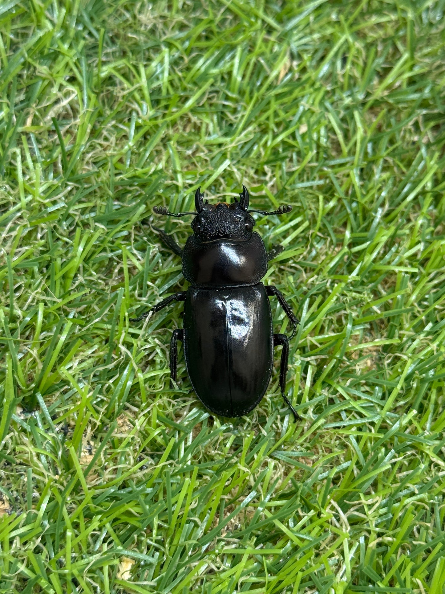 ディディエールシカクワガタ　♂61mm 成虫ペア