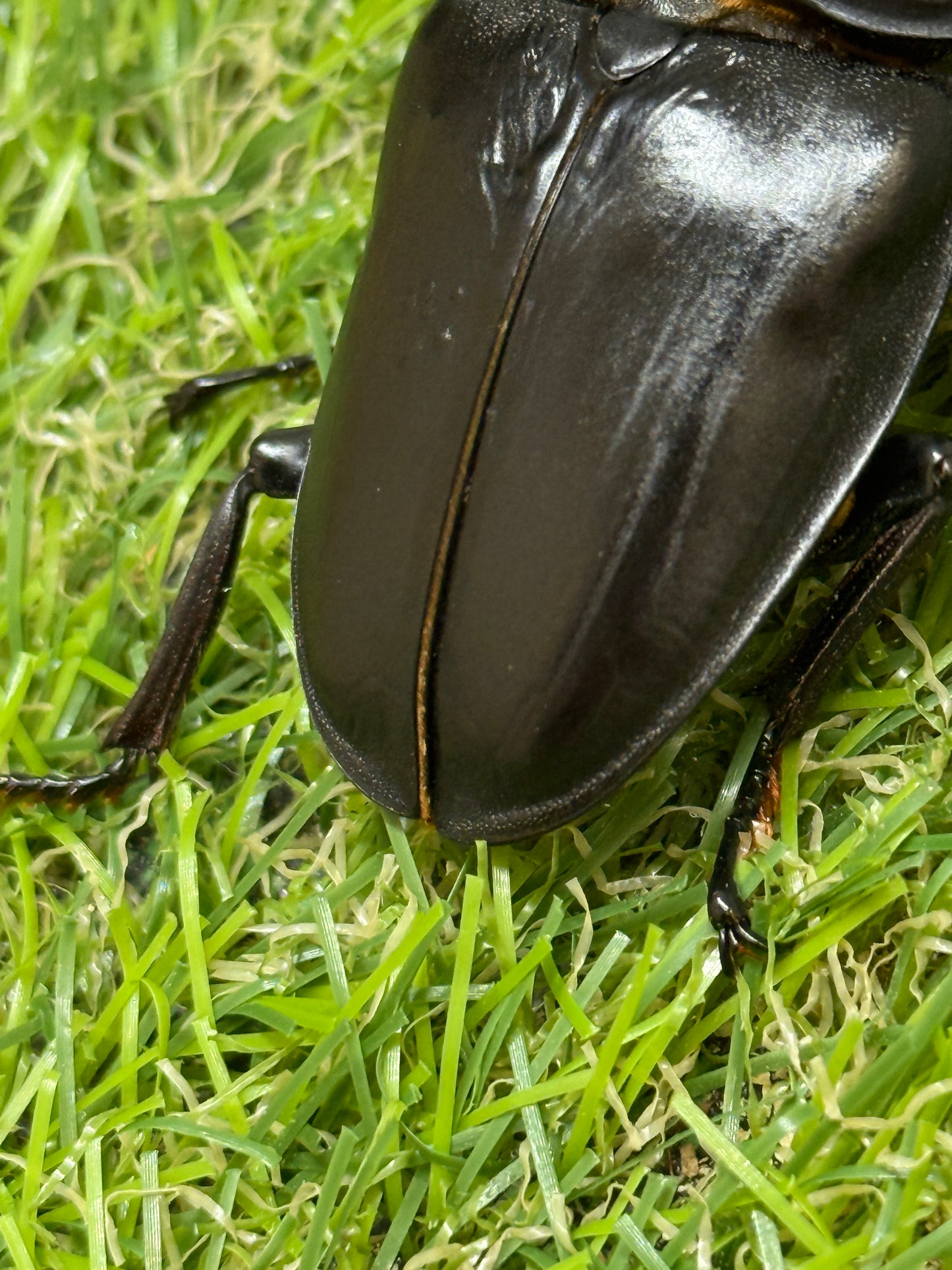 オオクワガタ 能勢YG　♂80.9mm成虫ペア