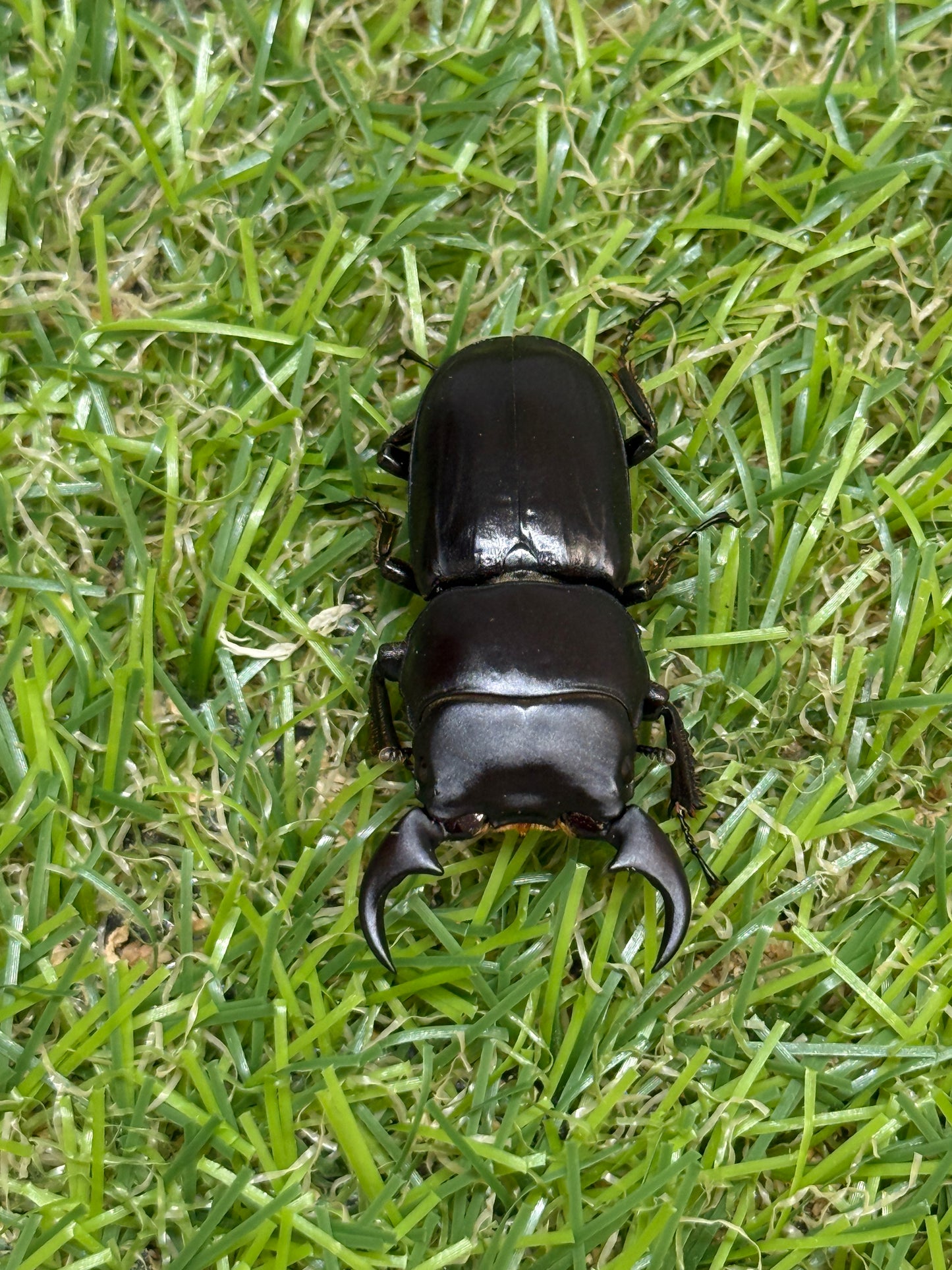 ミークヒラタクワガタ亜種ジャスミン　♂37.4mm成虫ペア