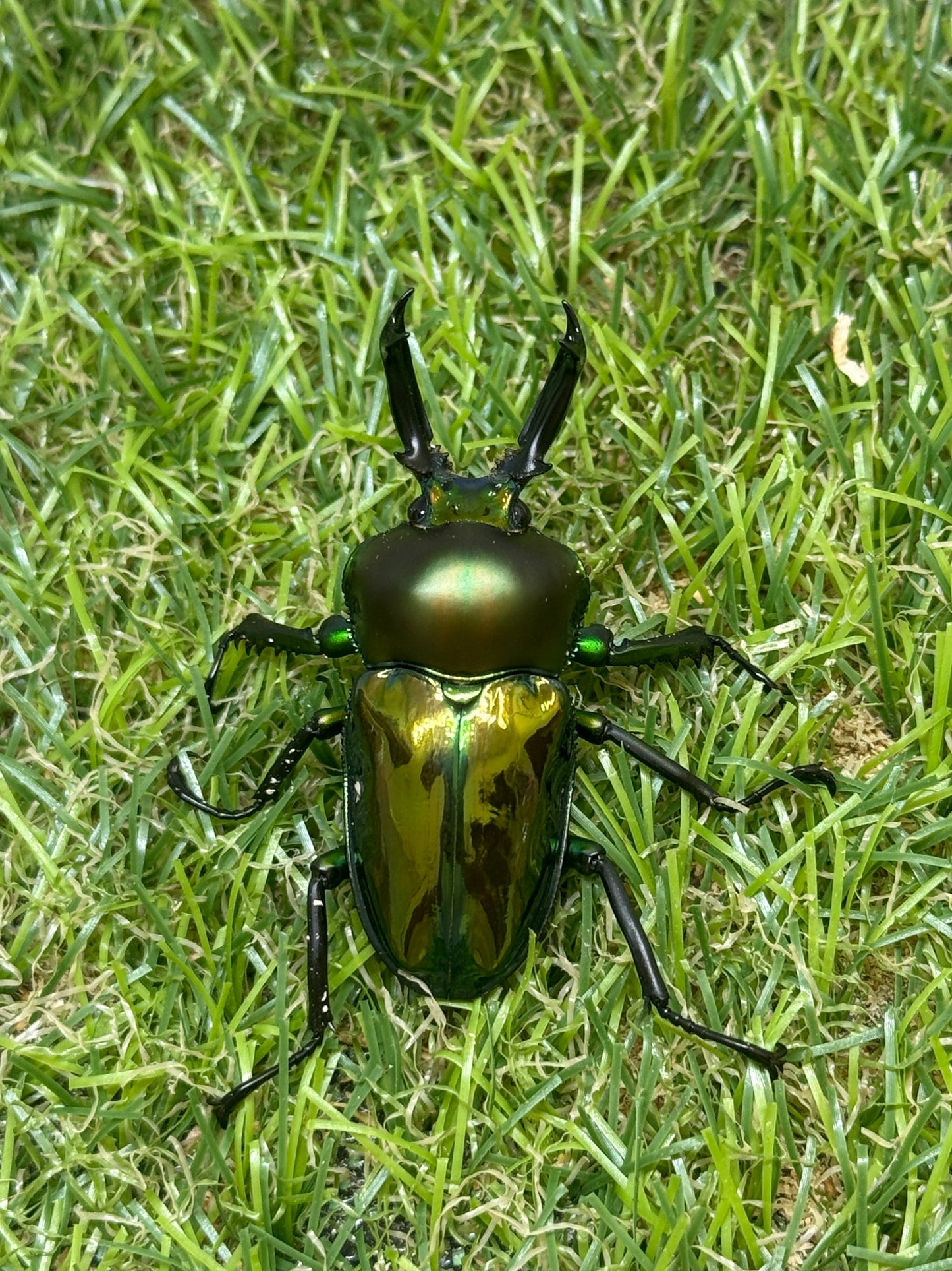ニジイロクワガタ　♂48mm成虫ペア