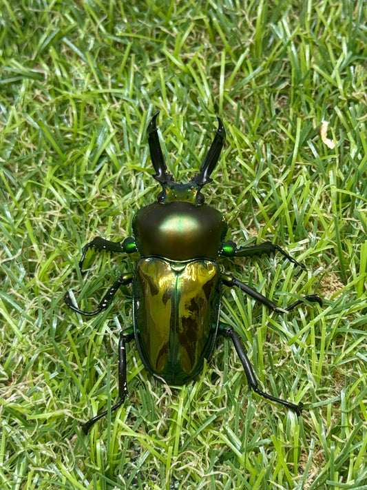 ニジイロクワガタ　♂48mm成虫ペア
