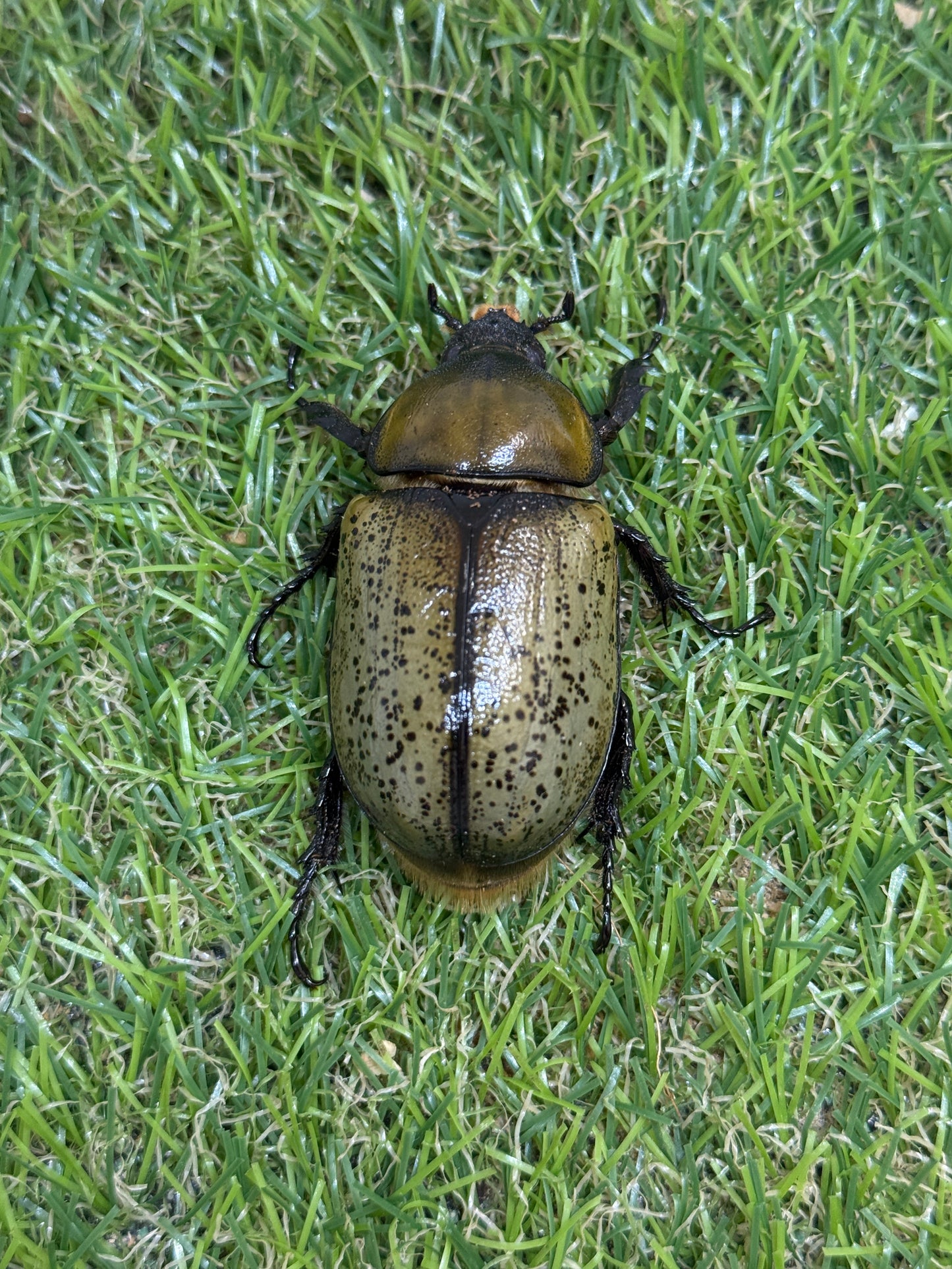 ティティウスシロカブト　♂66mm成虫ペア