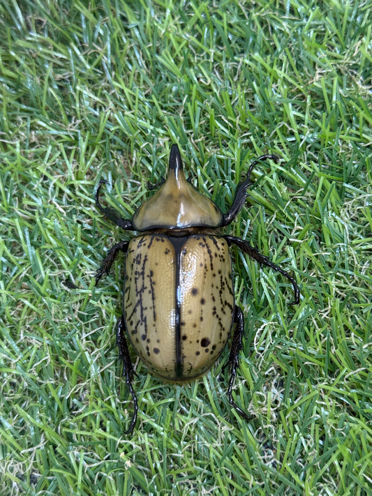 ティティウスシロカブト　♂49.8mm成虫トリオ