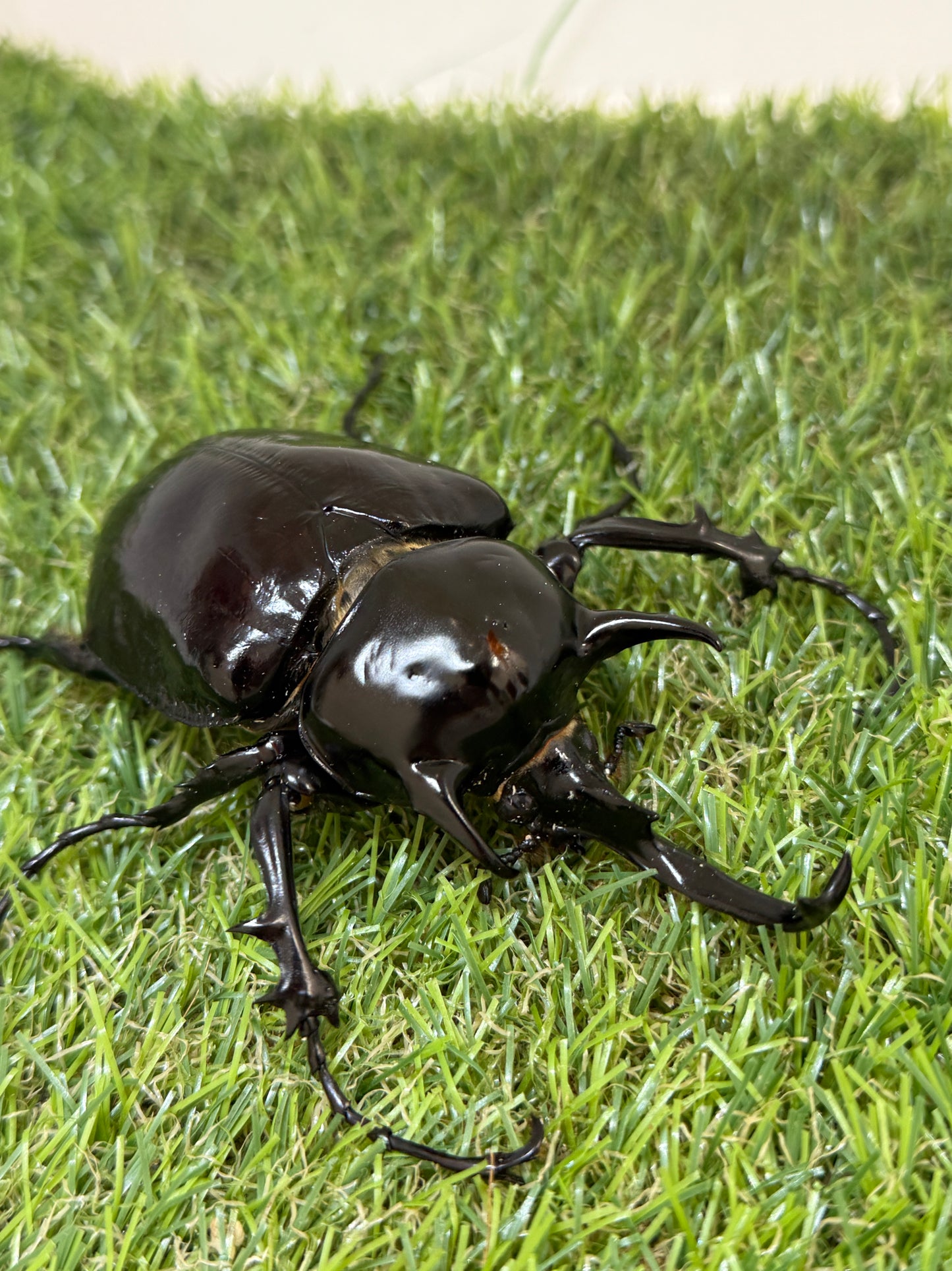 マルスゾウカブト　♂104mm成虫ペア