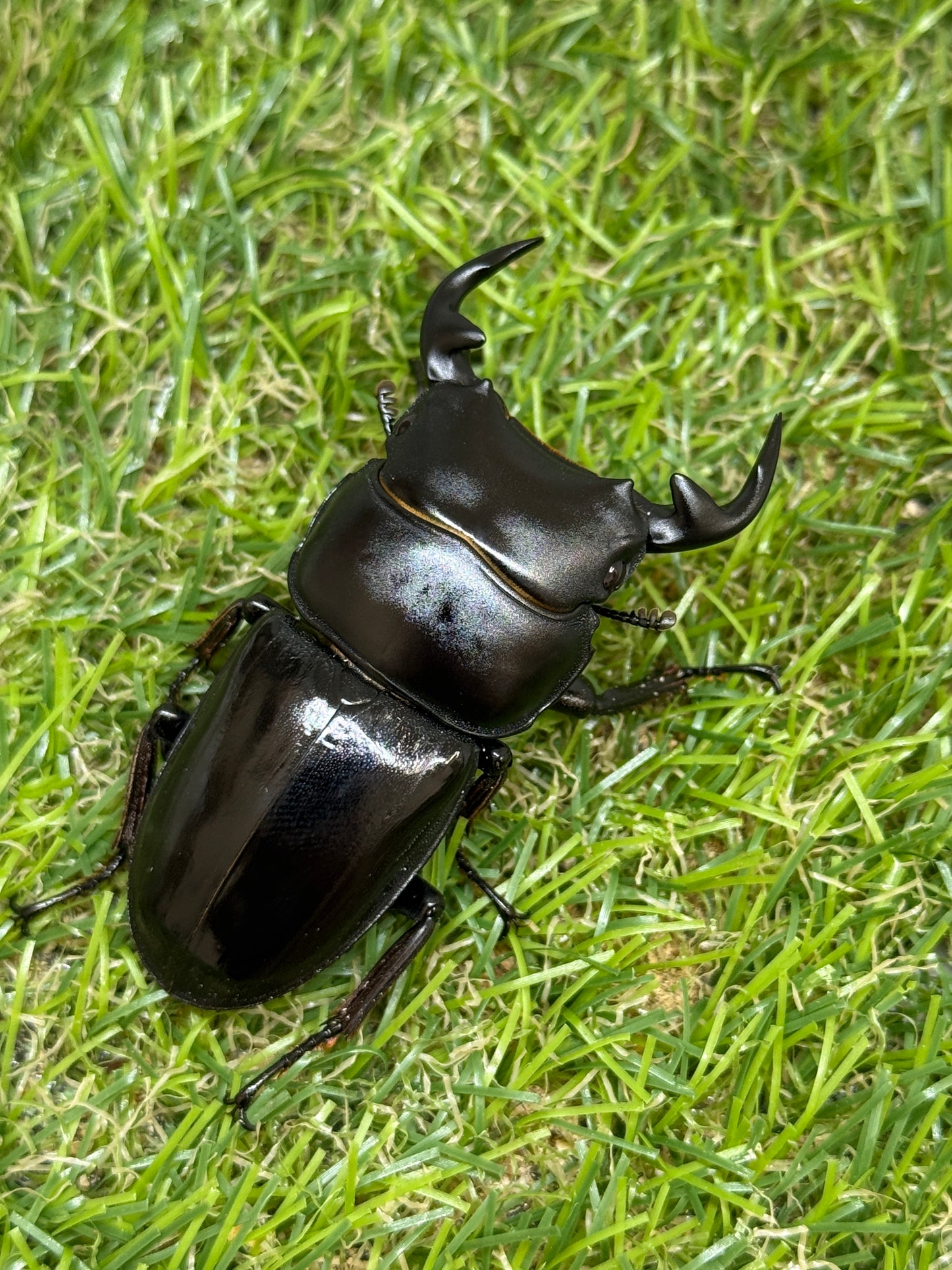 グランディスオオクワガタ　♂60mm成虫ペア