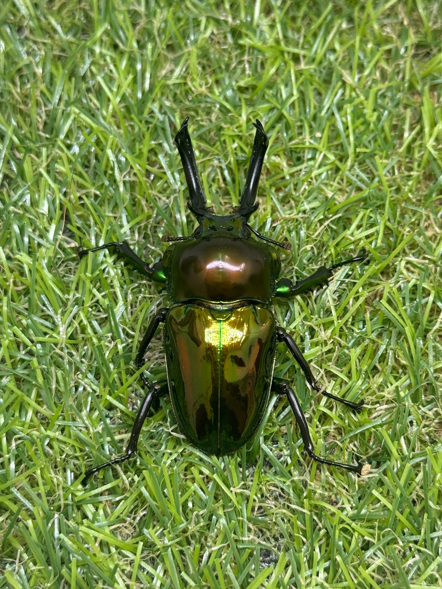 ニジイロクワガタ(ピカール系)　♂55.8mm成虫ペア