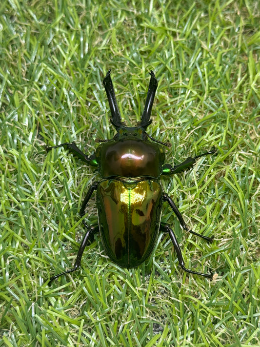 ニジイロクワガタ(ピカール系)　♂55.8mm成虫ペア