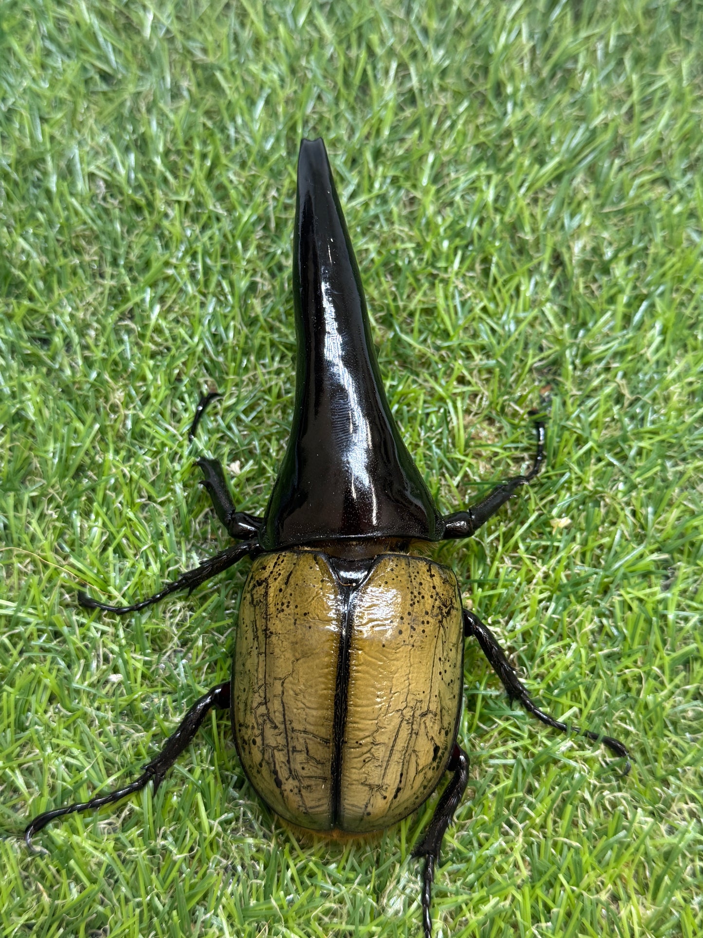 DH･ヘラクレス(極短極太)　♂121mm成虫ペア